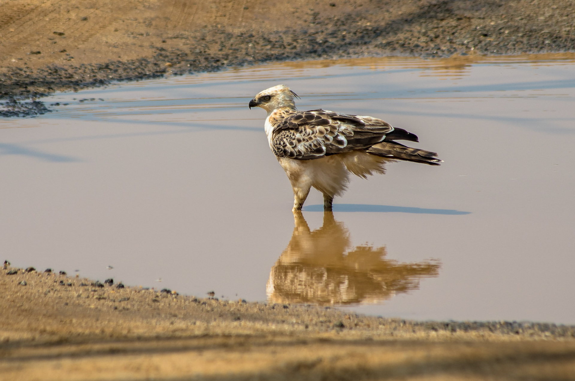 Vekselskogørn (Sri Lanka)