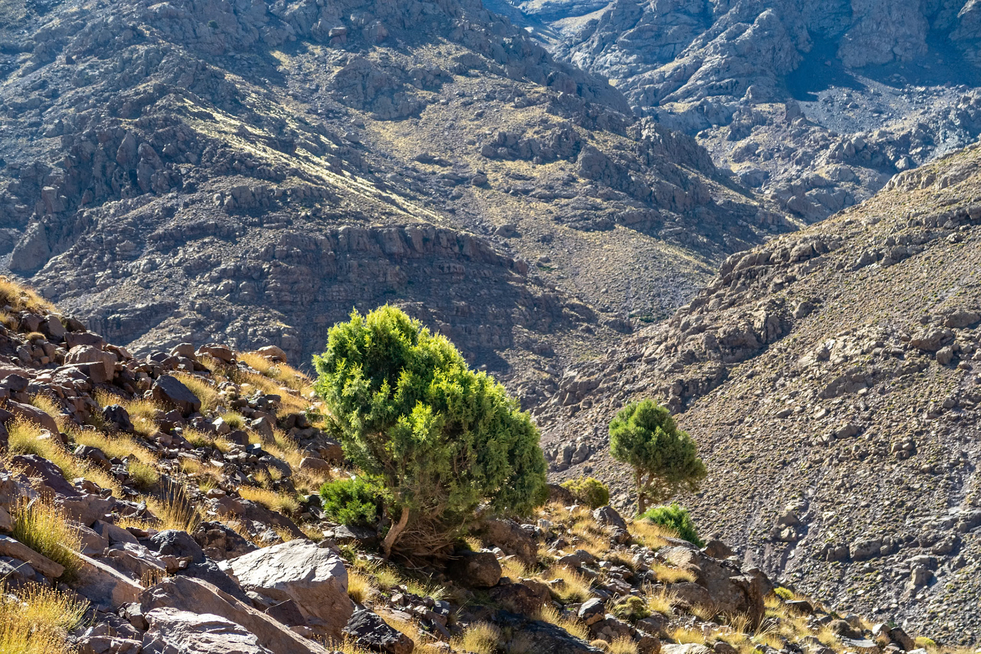 Spansk Einer i Atlasfjellene