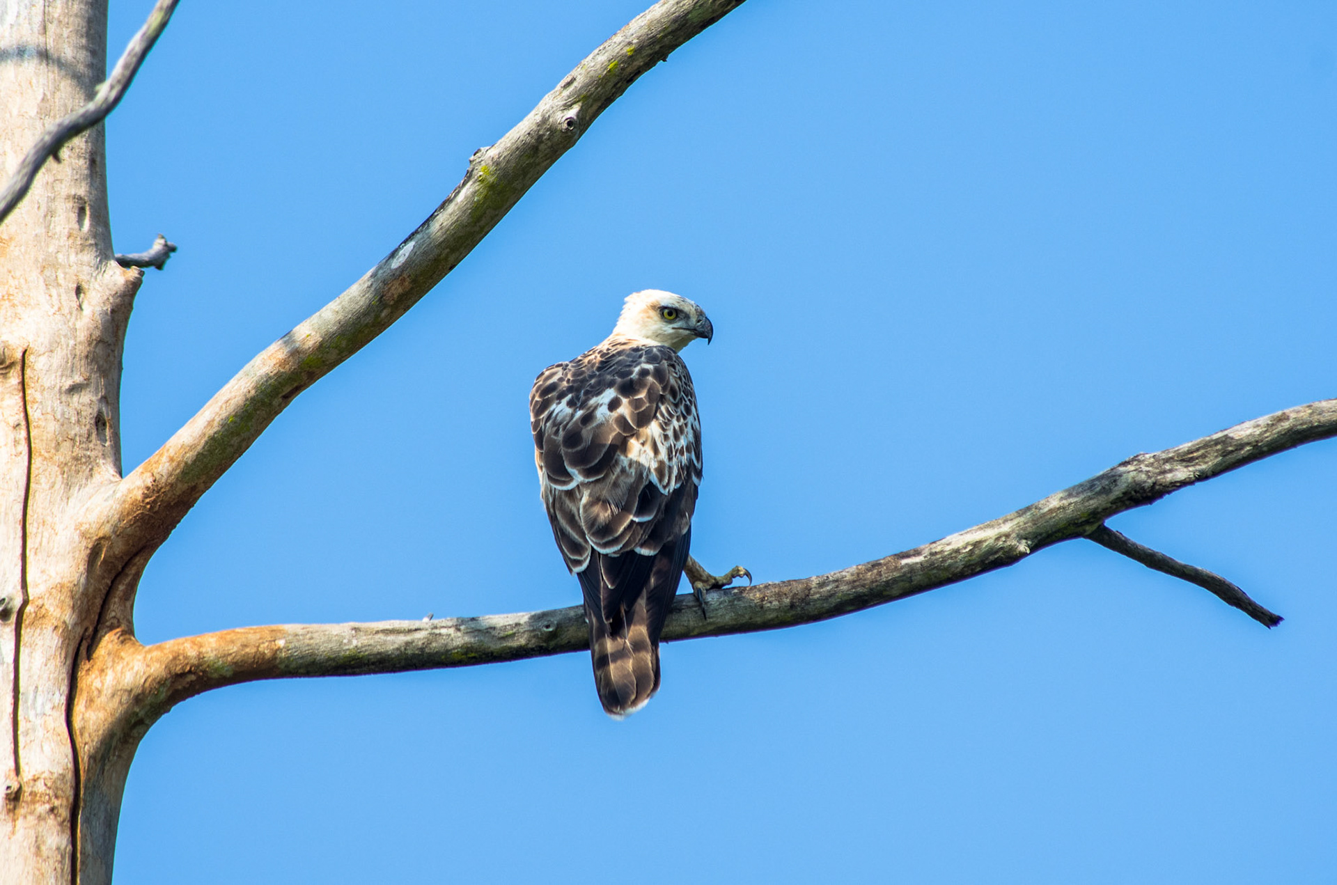 Hvitbukhavørn (Sri Lanka)