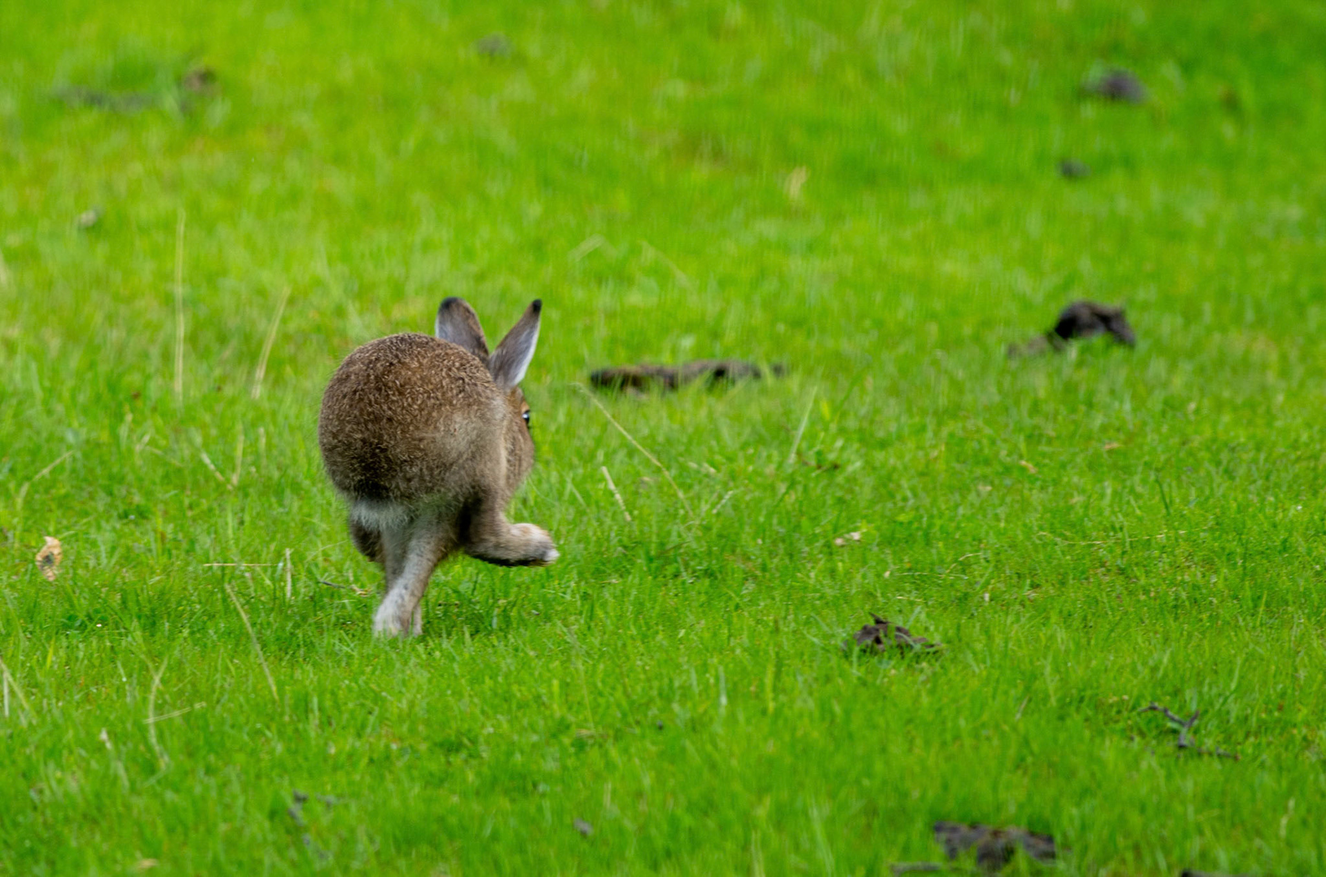 Hareunge ved Fagerhaug
