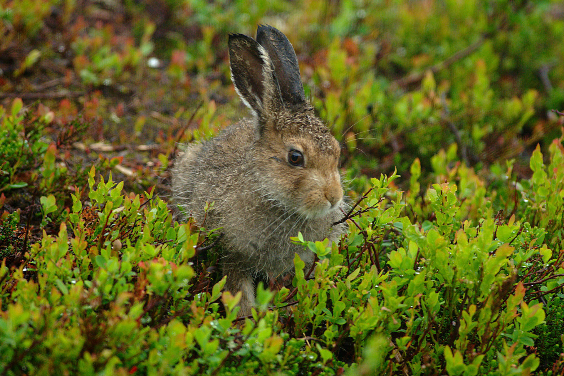 Hare