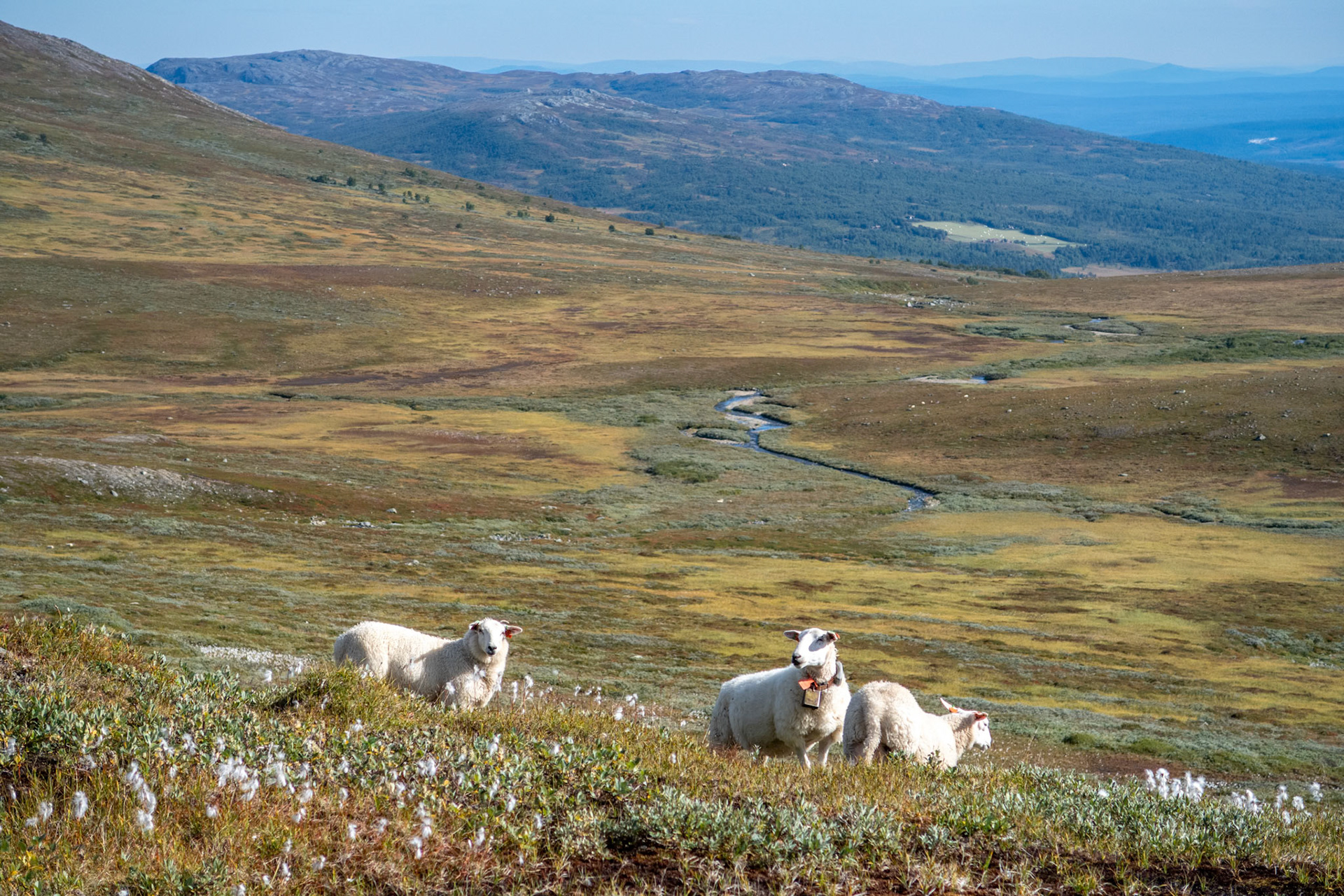 Grytdalen