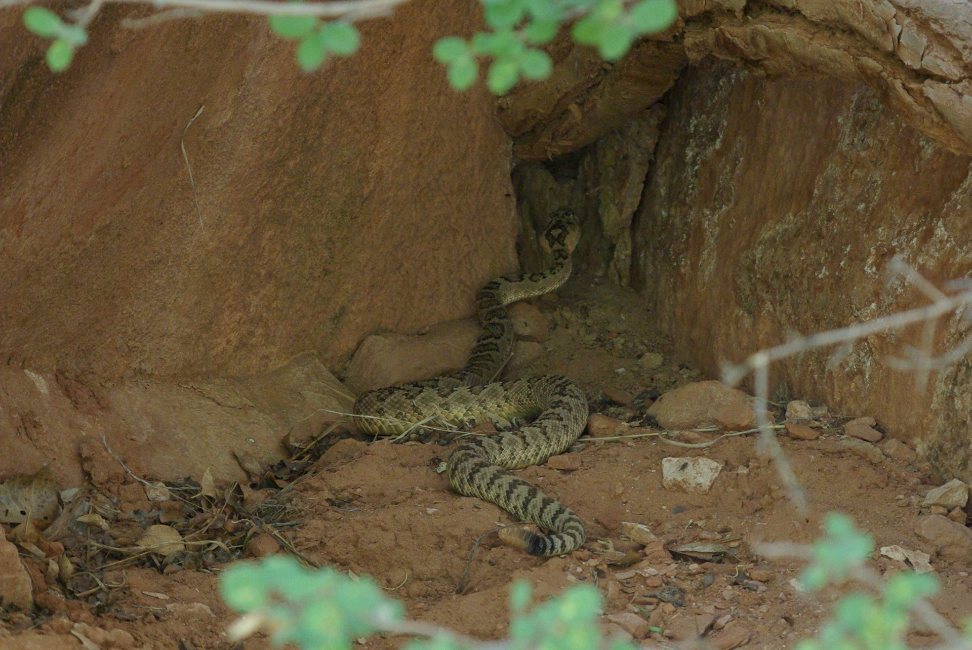 Klapperslange (Utah)