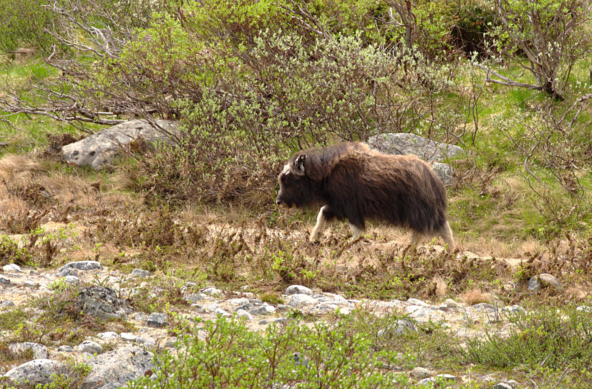 Moskus i Stroplsjødalen