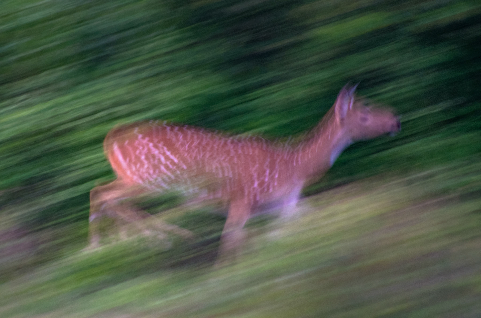 Aksishjort (Sri Lanka)