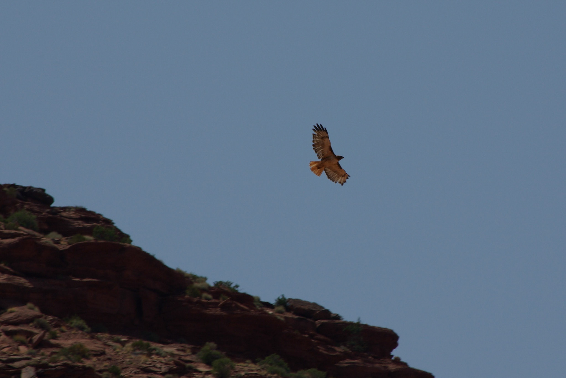Red tailed hawk (Utah)