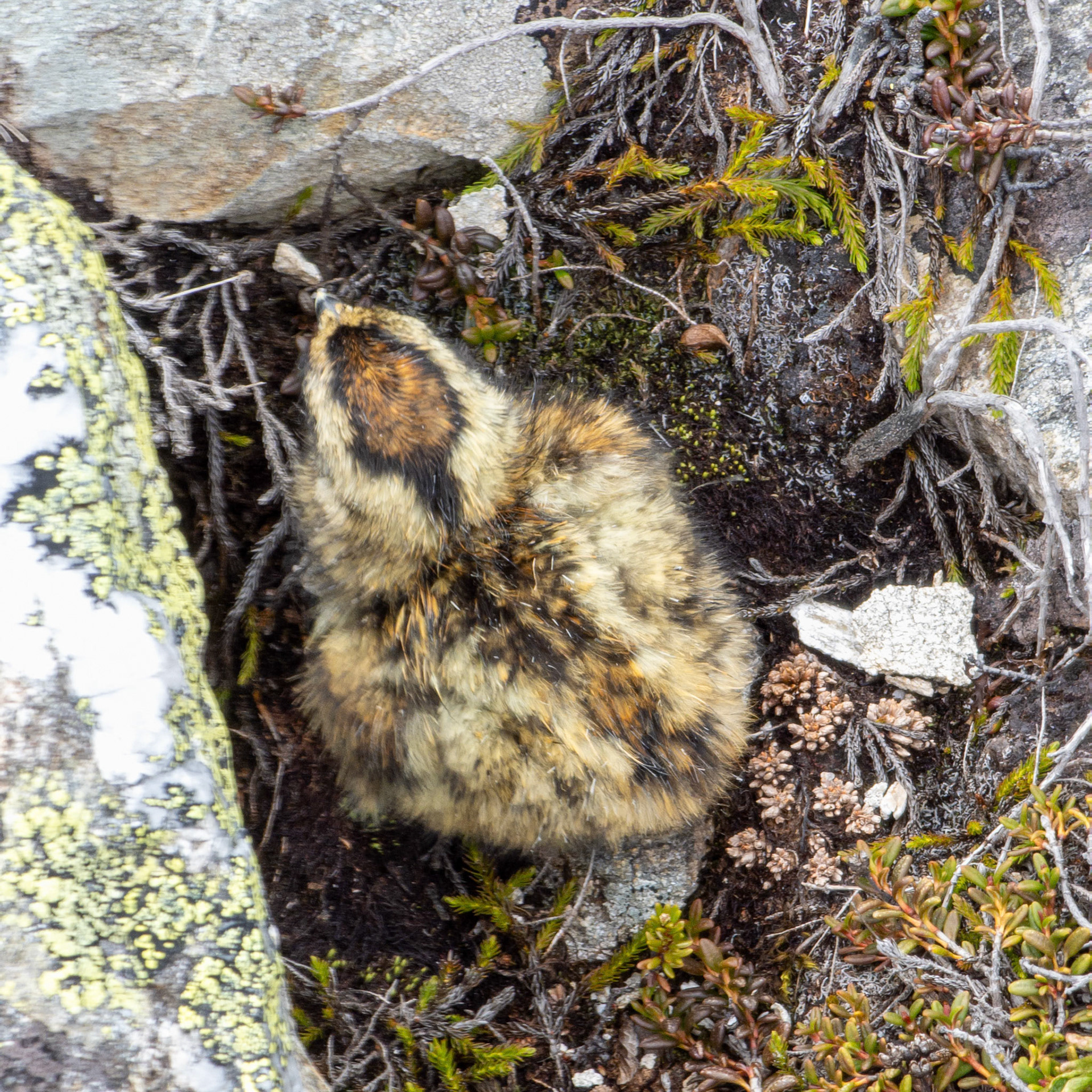 Rype på Storevarden