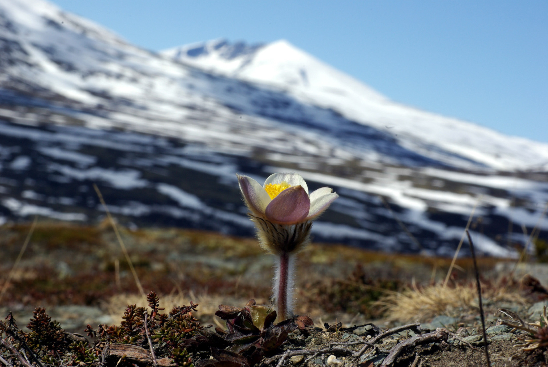 Mogop ved Knutshø. Snøhetta