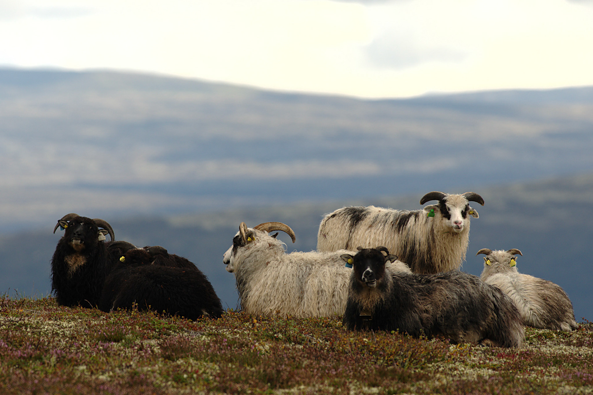 Gammelnorsk sau - villsau