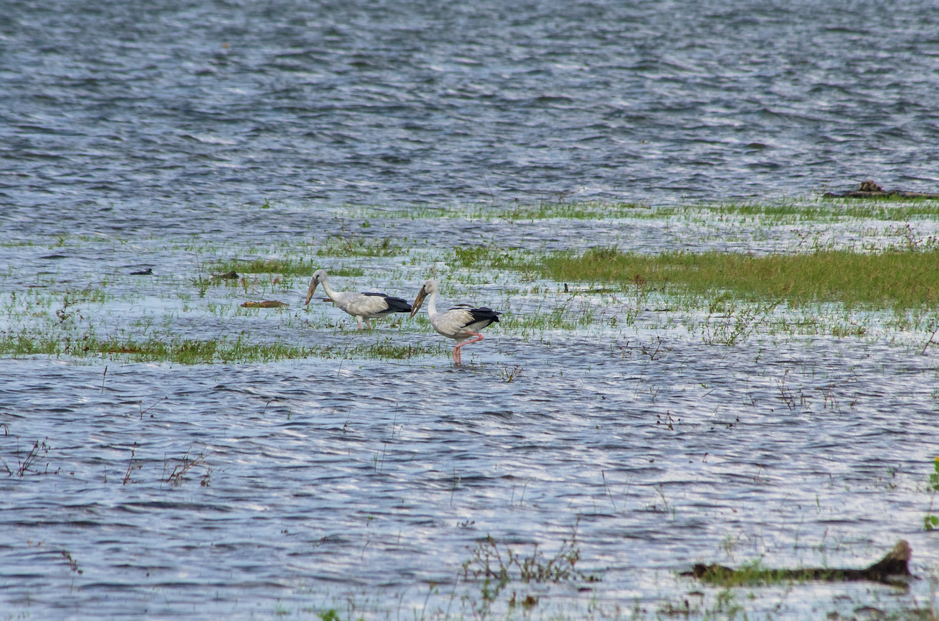 Asiagapenebb (Sri Lanka)