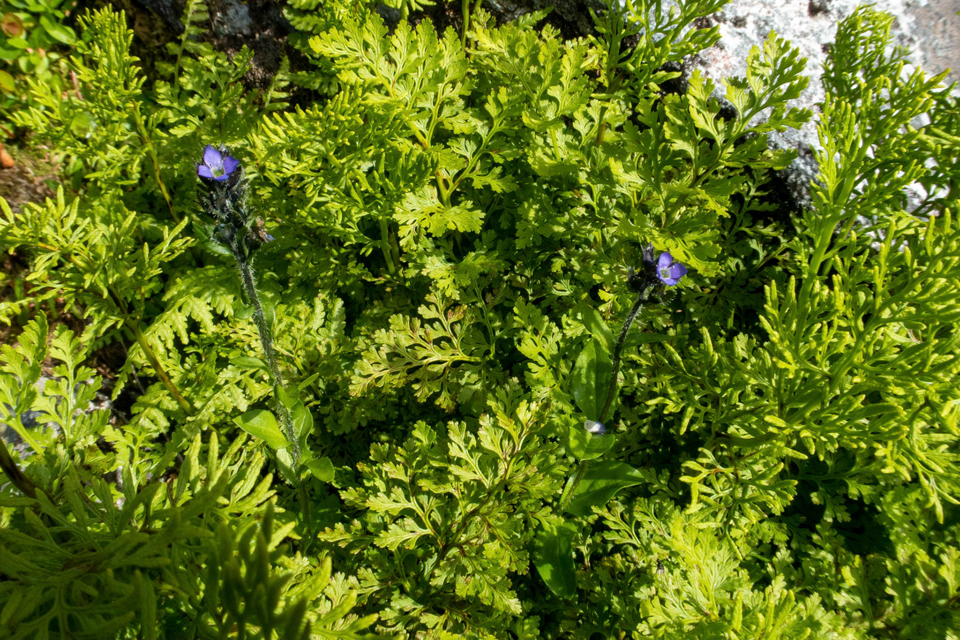 Fjellveronika i Breidalen i Gloppen