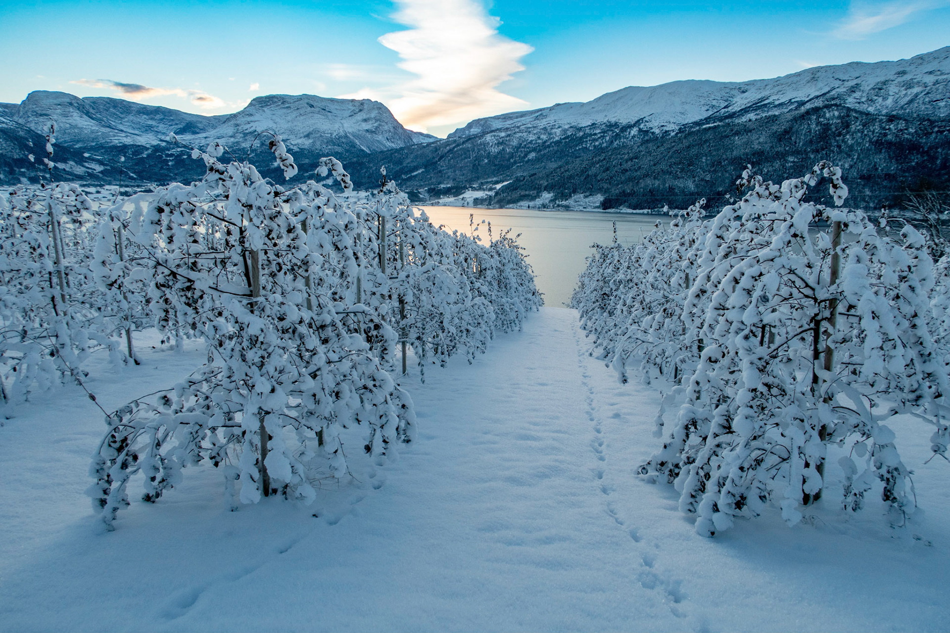 Eplehage ved Gloppefjorden