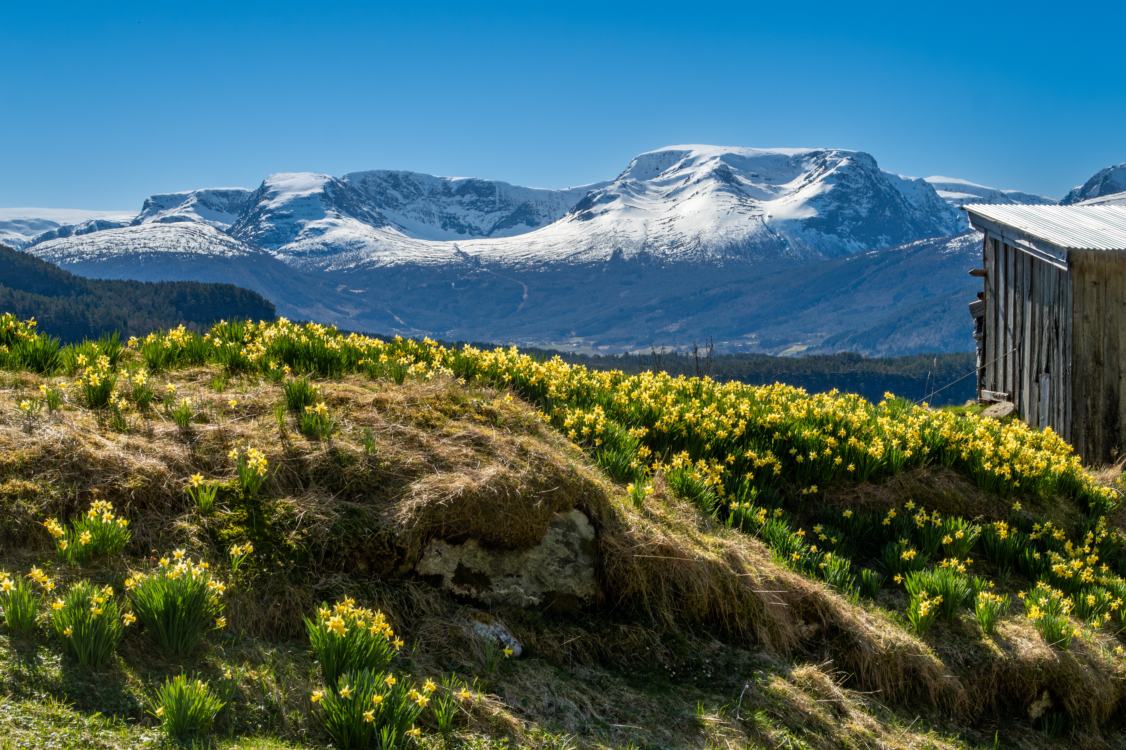 Påskeliljer ved Åsane. Mot Breidalen