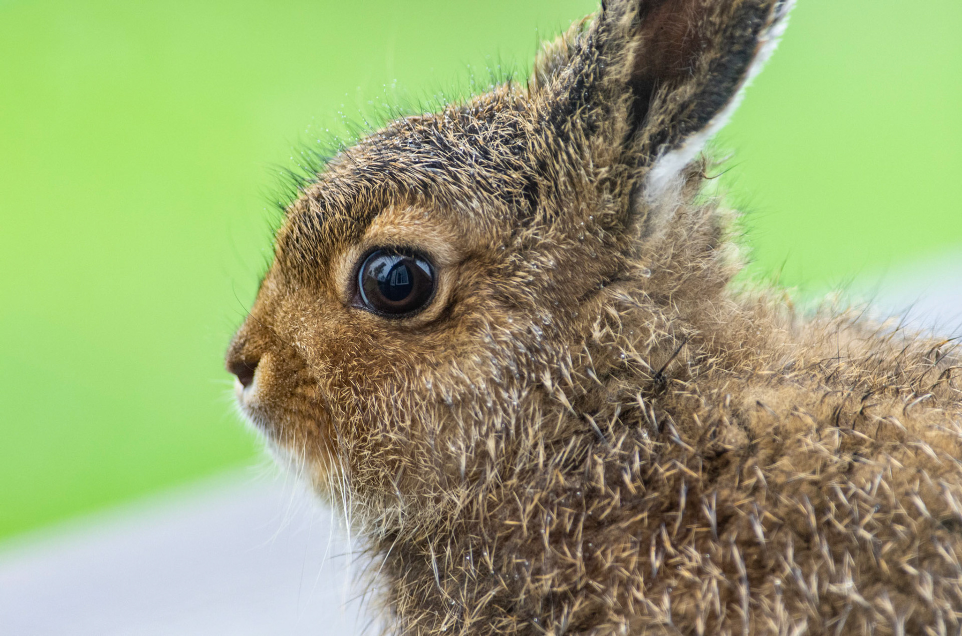 Hareunge ved Fagerhaug