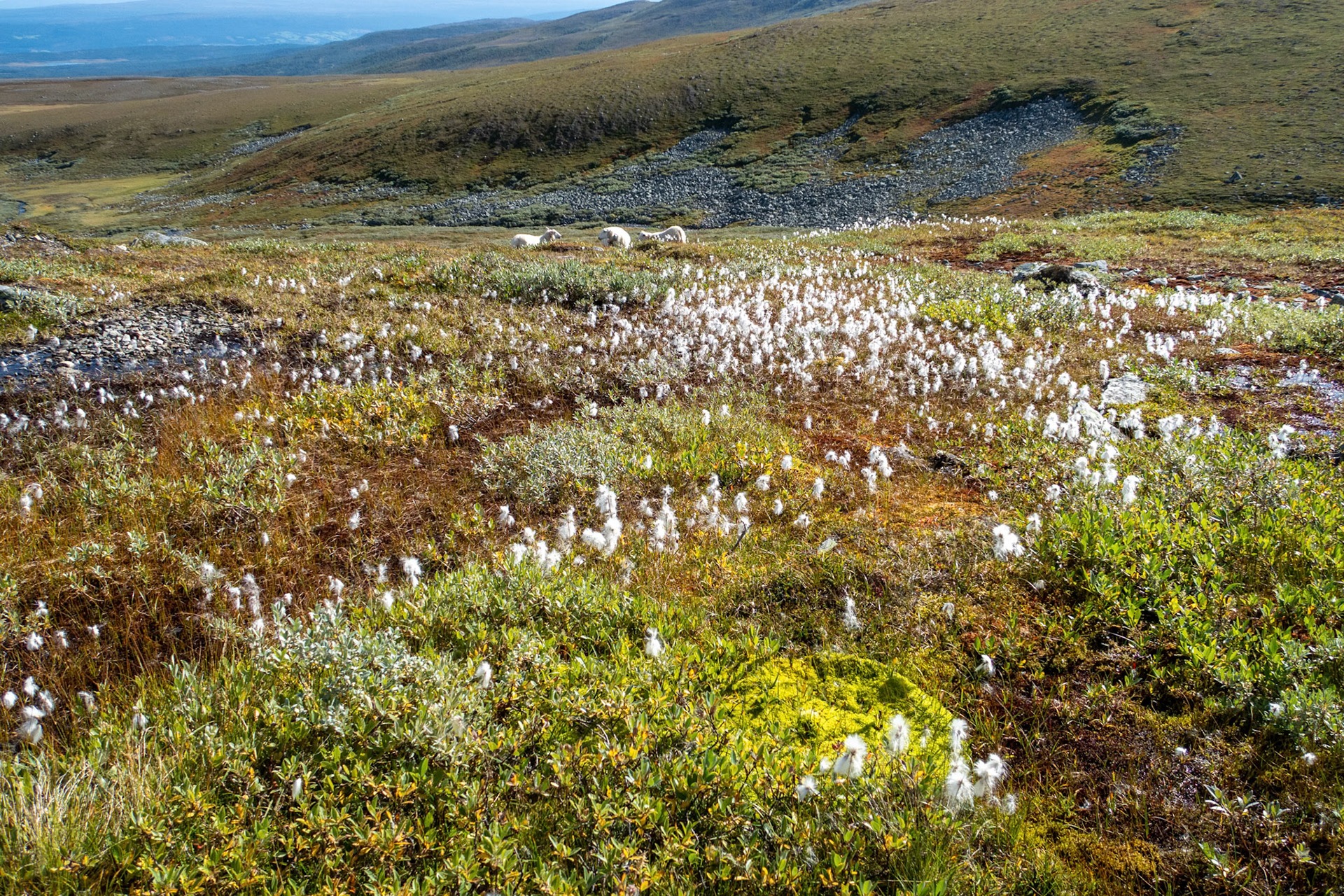 Sau og Myrull i Grytdalen