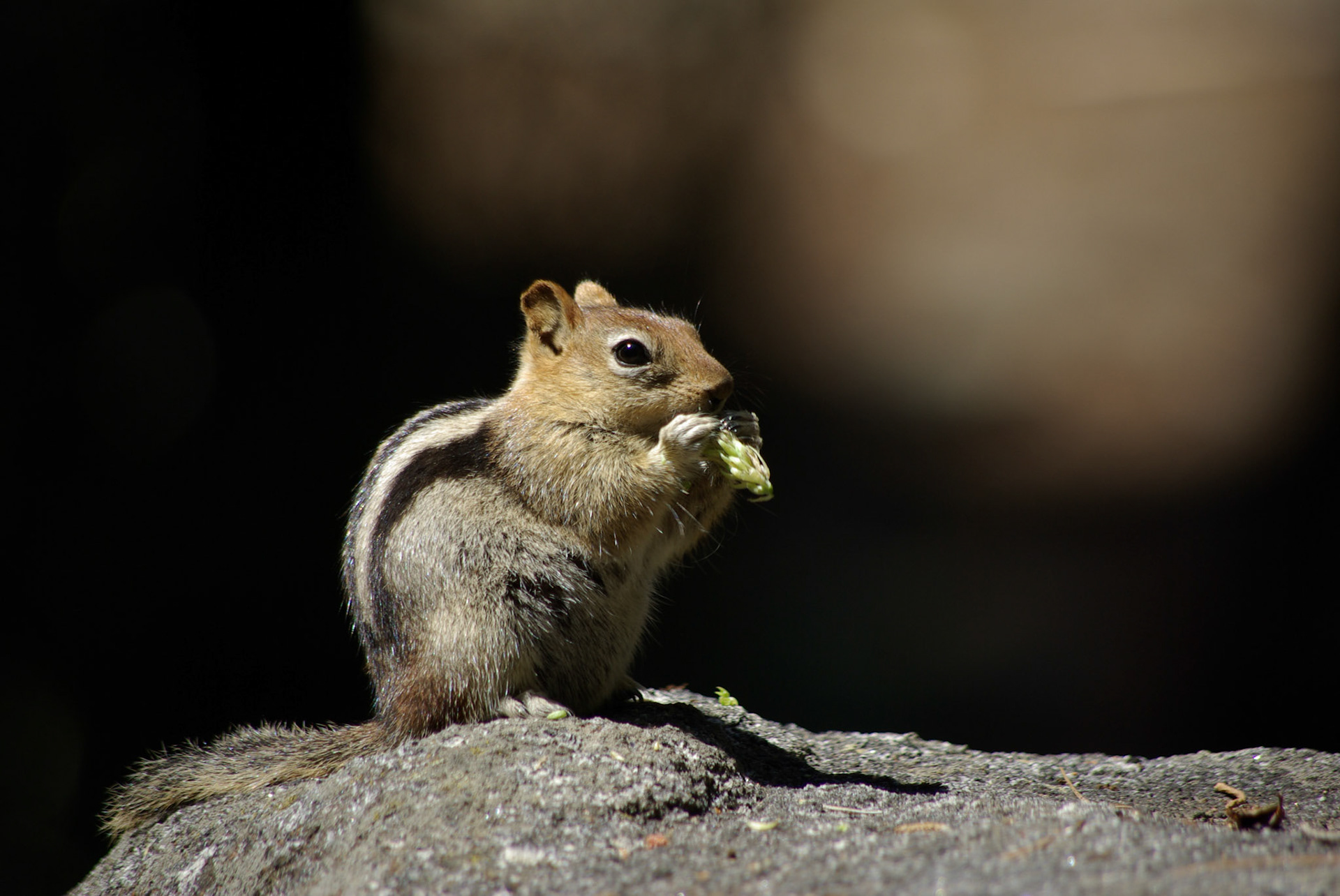 Chipmunk (California)