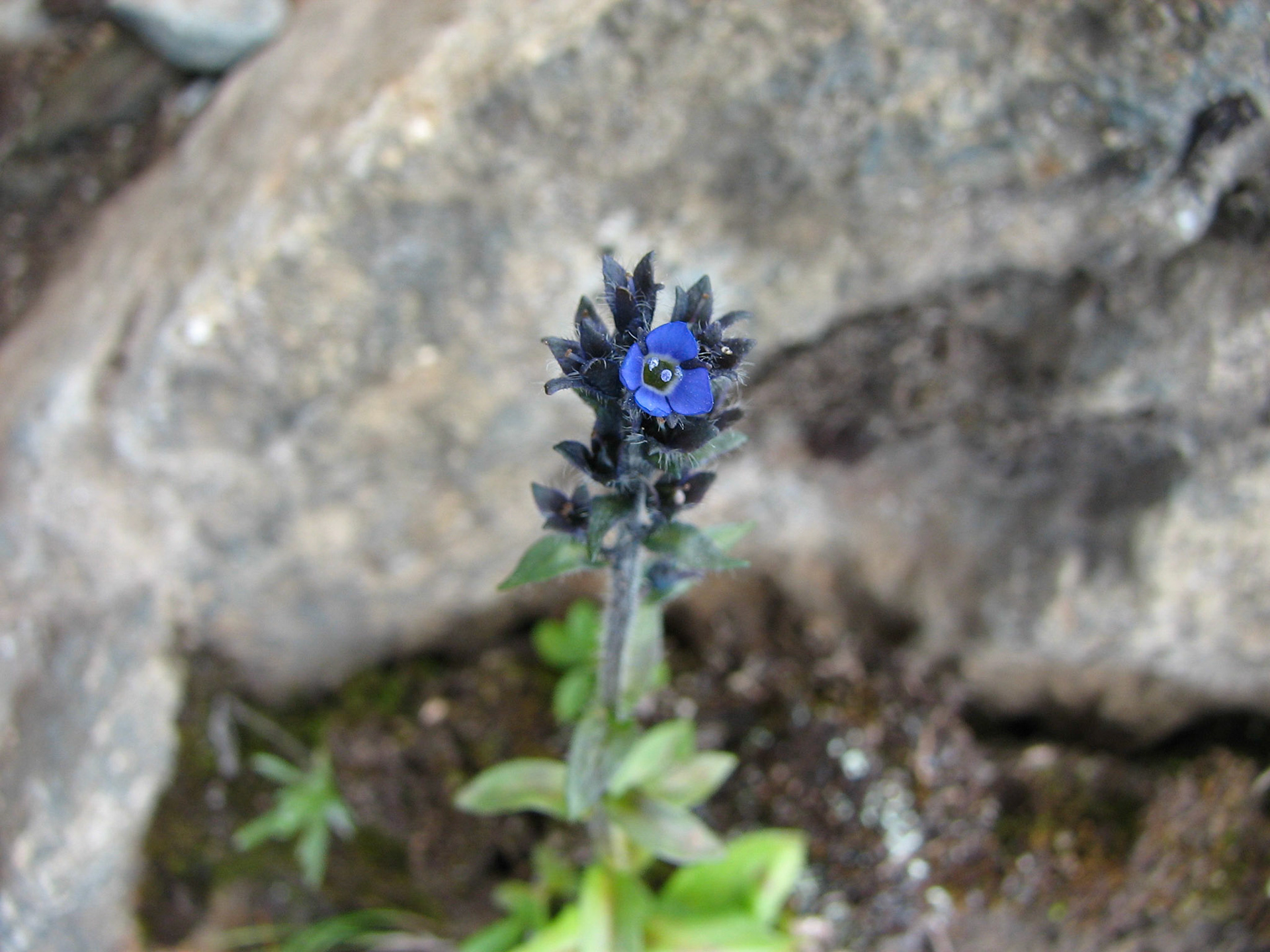 Fjellveronika på Ryssdalshorn
