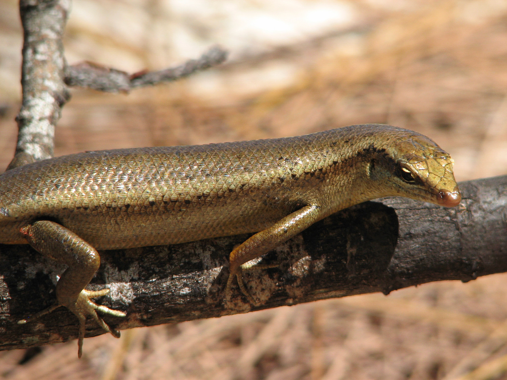 Golden lizard (Seycehellene)