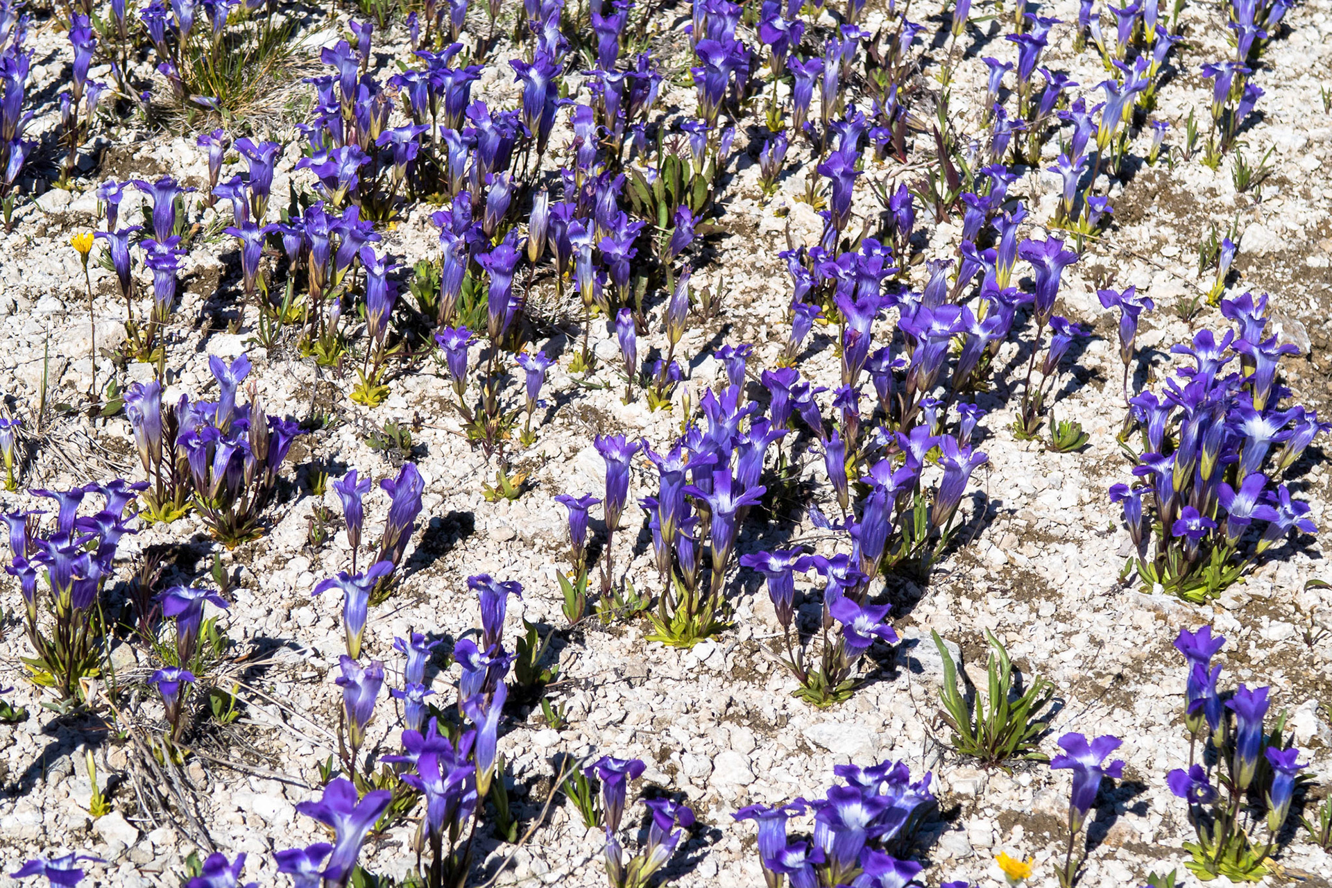 Søterot i Yellowstone