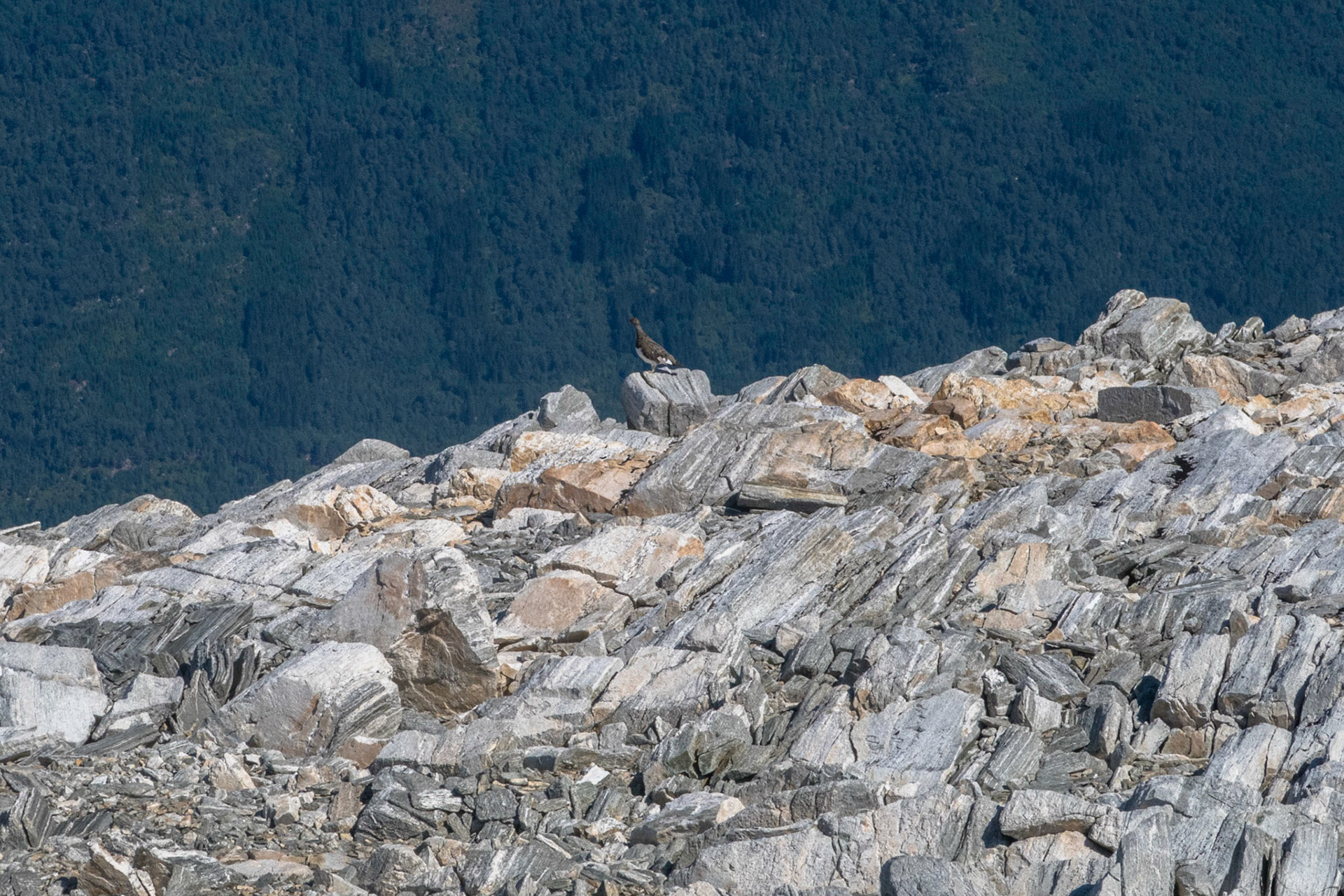 Rype på Botnafjellet i Gloppen