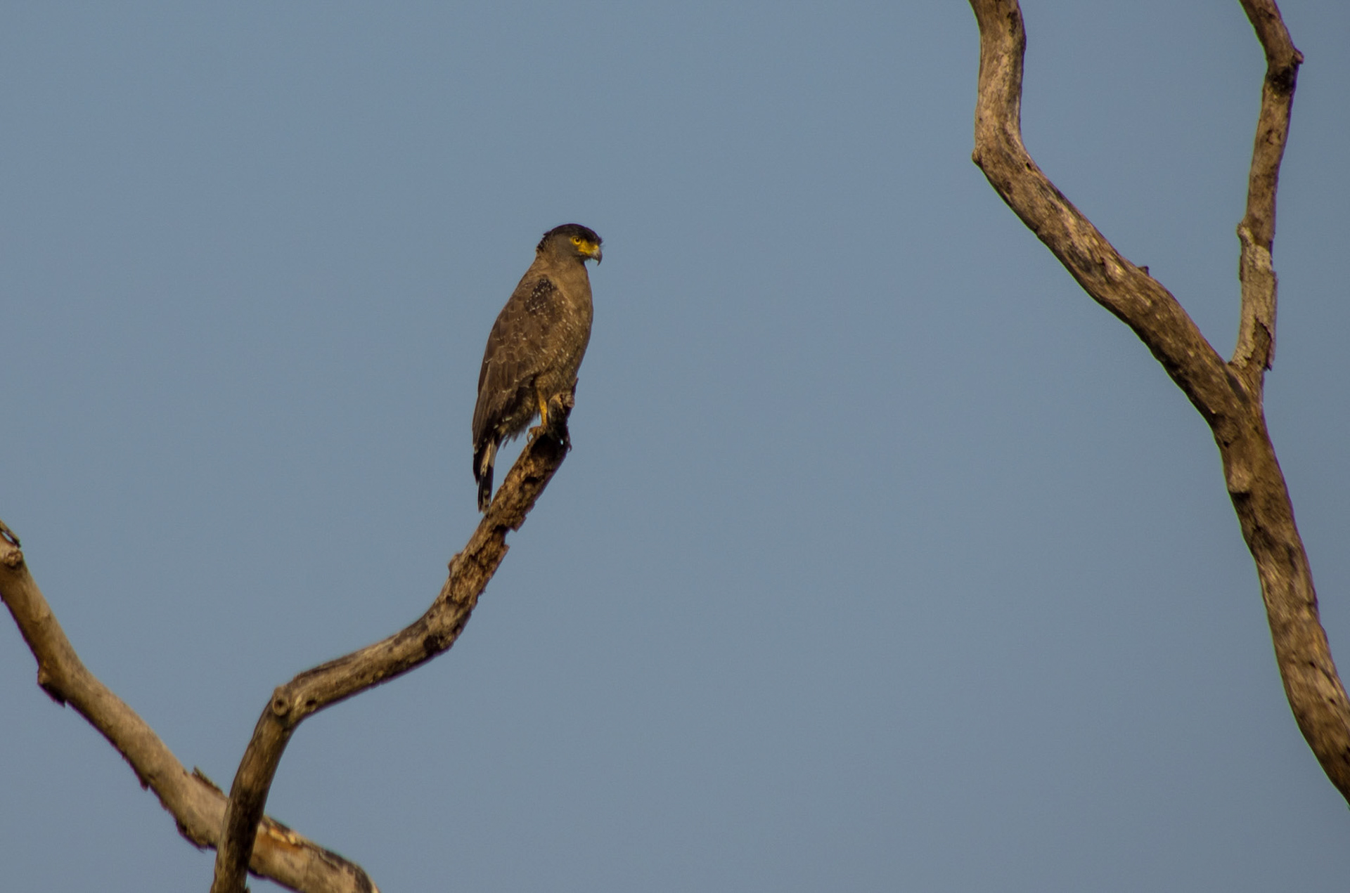 Orientsnokørn (Sri Lanka)