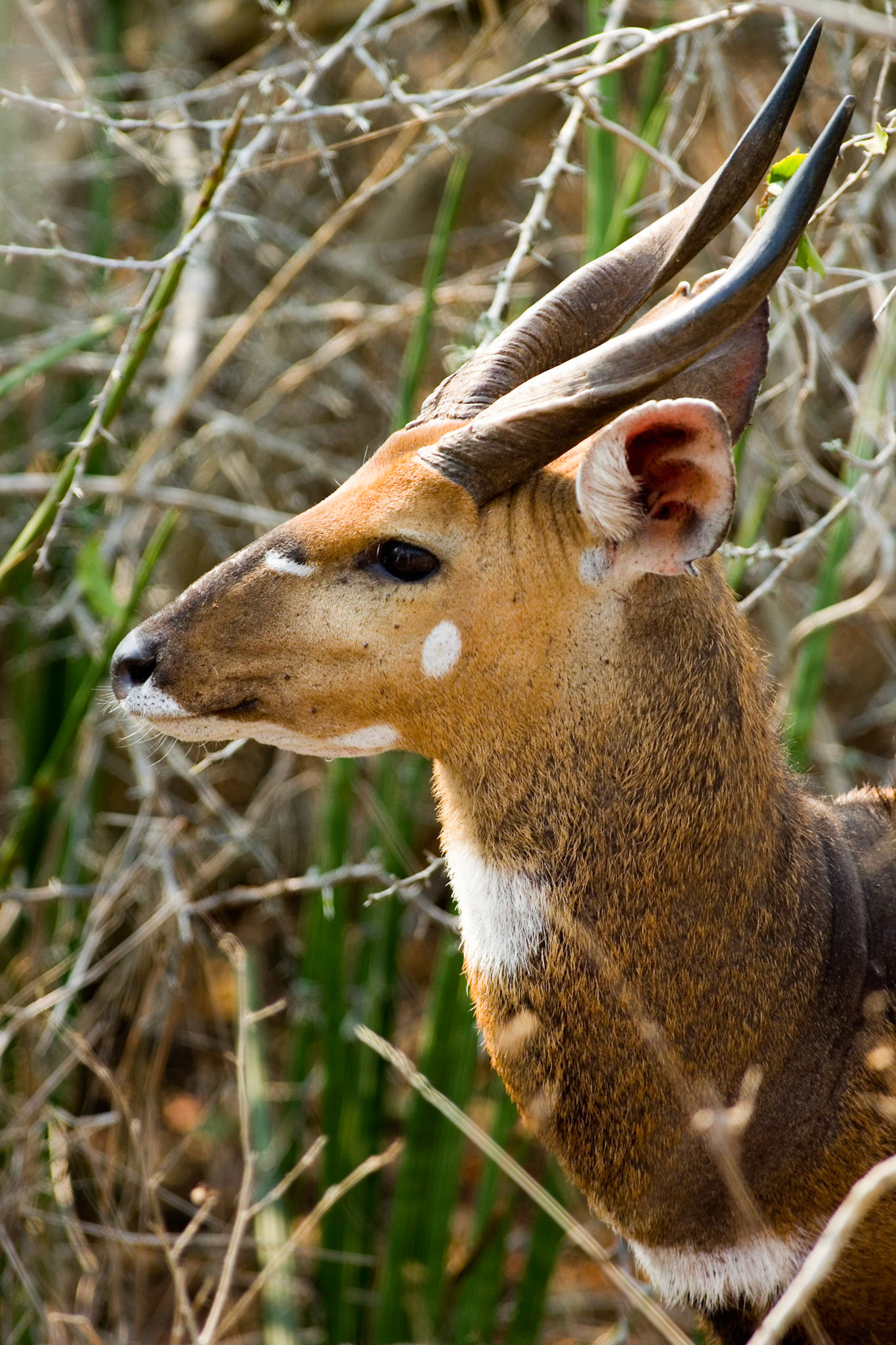 Antilope, Angola