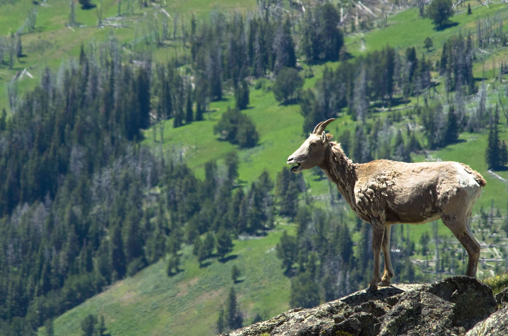 Bighorn sheep (Wyoming)