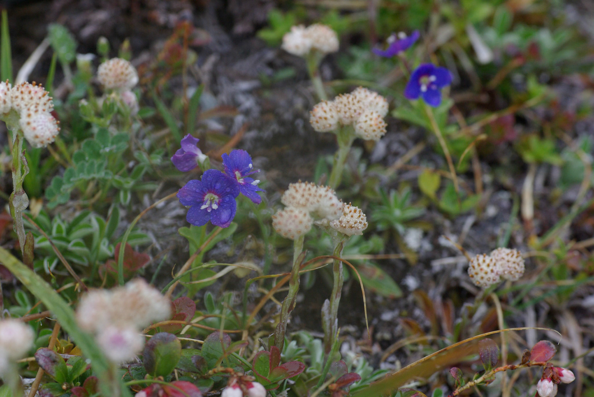 Bergveronika og kattefot