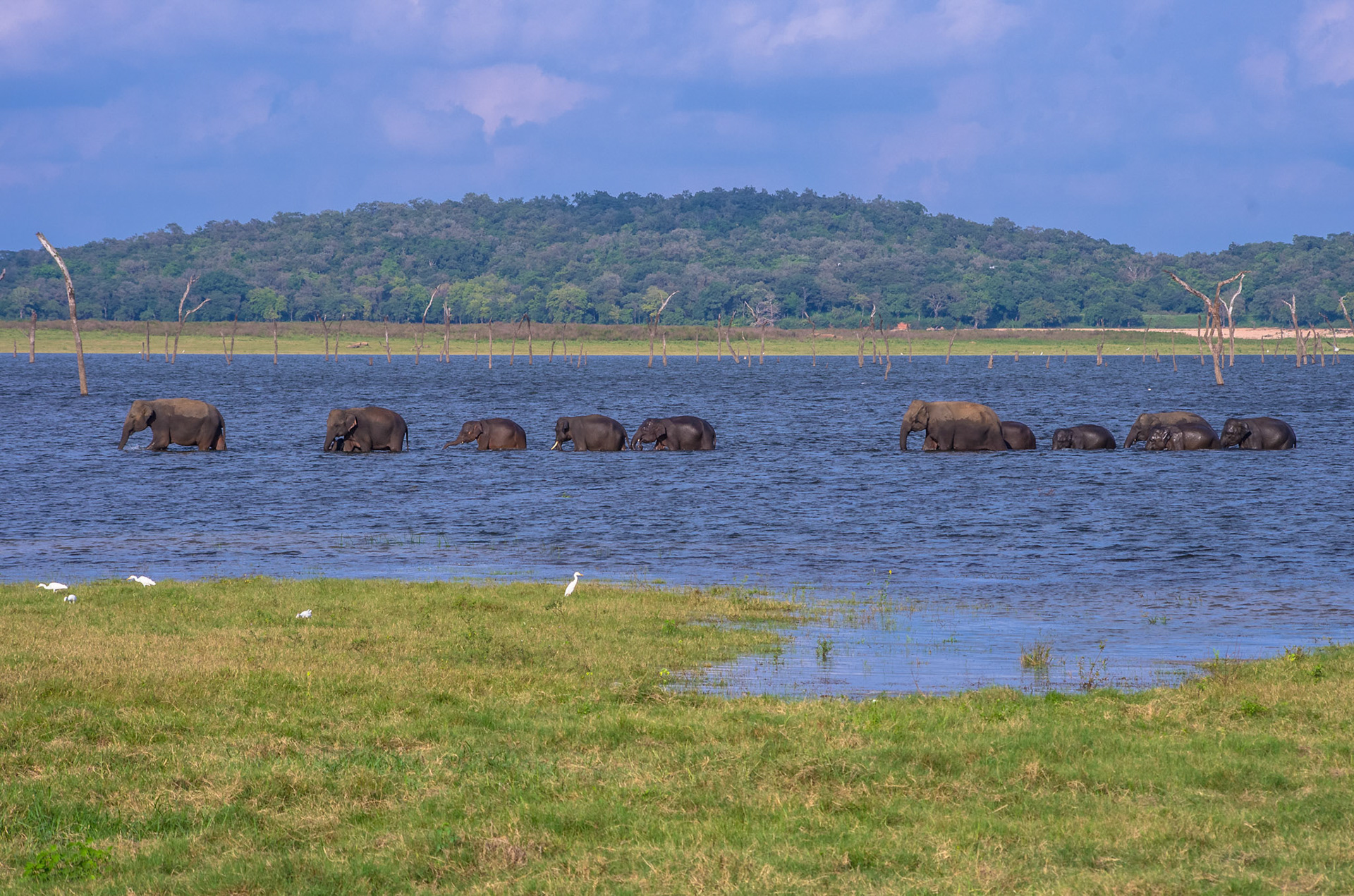 Elefant (Sri Lanka)