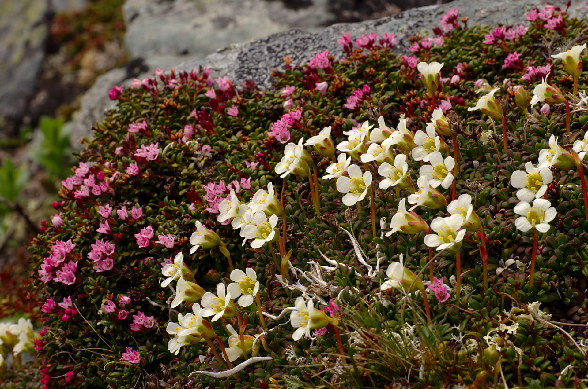 Greplyng og Fjellpryd