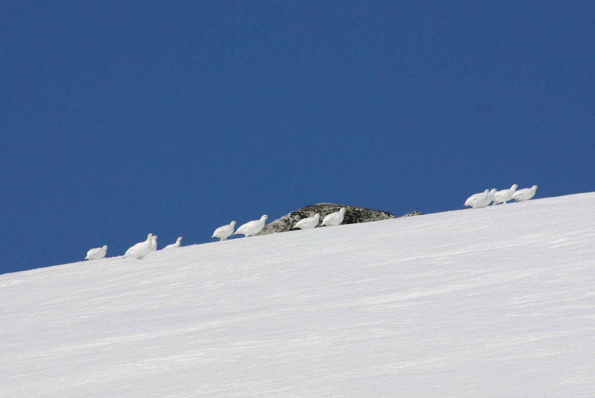 Fjellrype