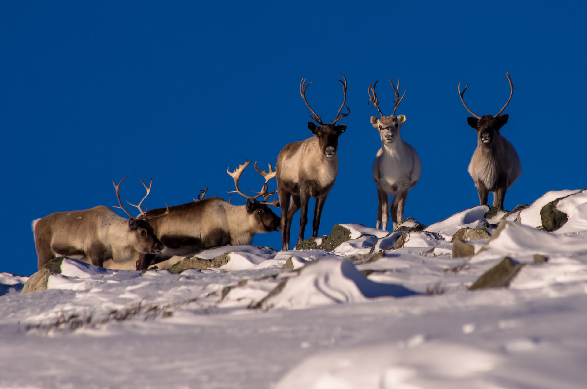 Tamrein på Veslehø i Oppdal