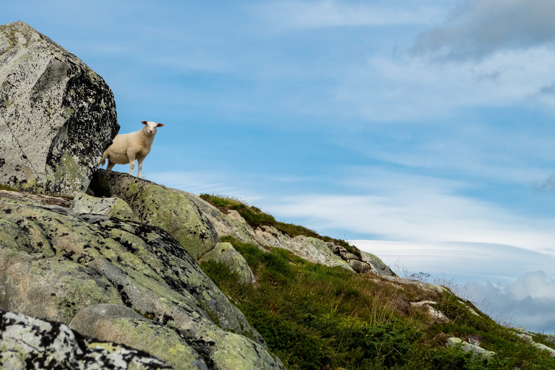 Lam på Storhø i Oppdal
