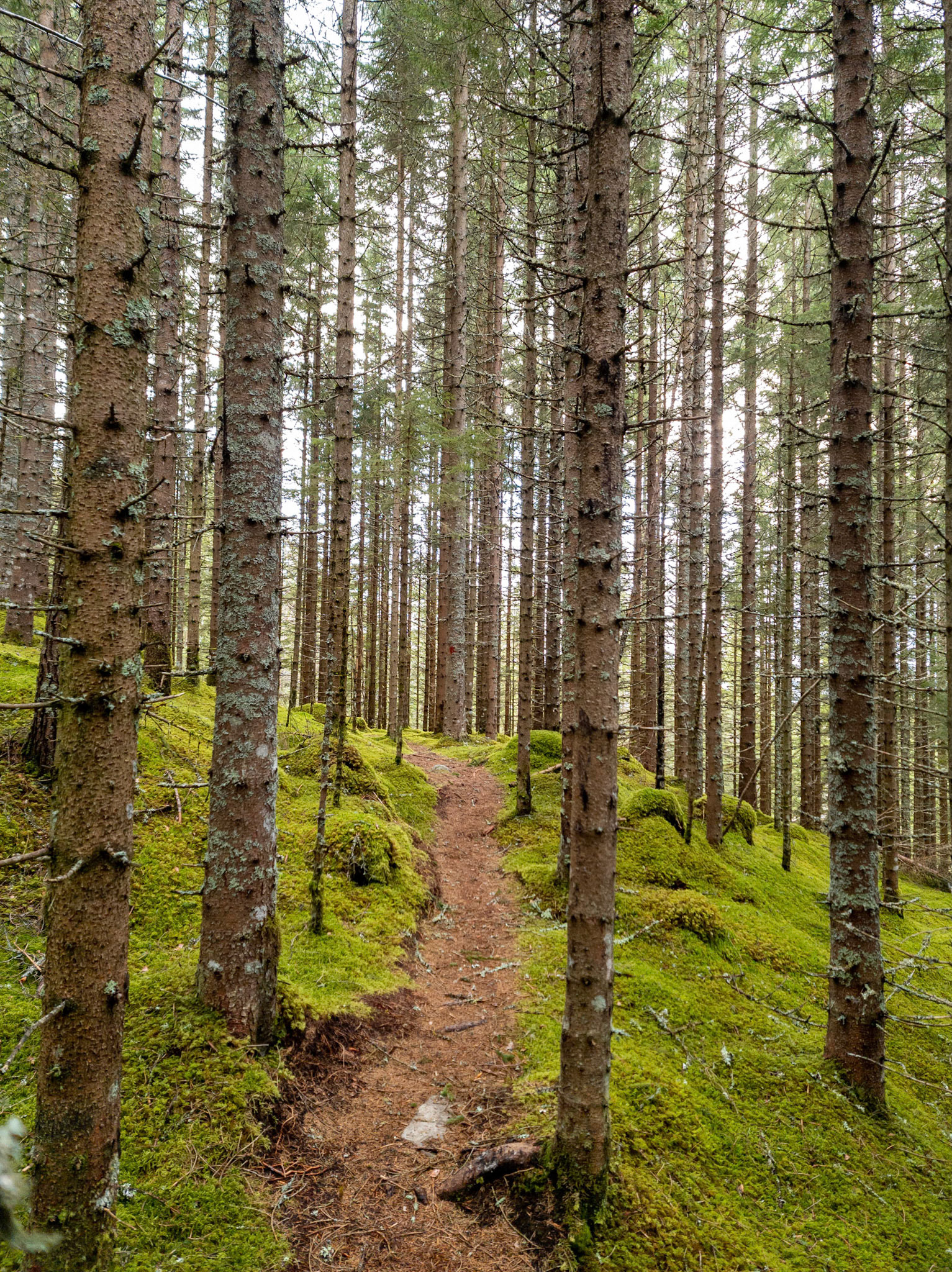 Åsebøskogen i Gloppen