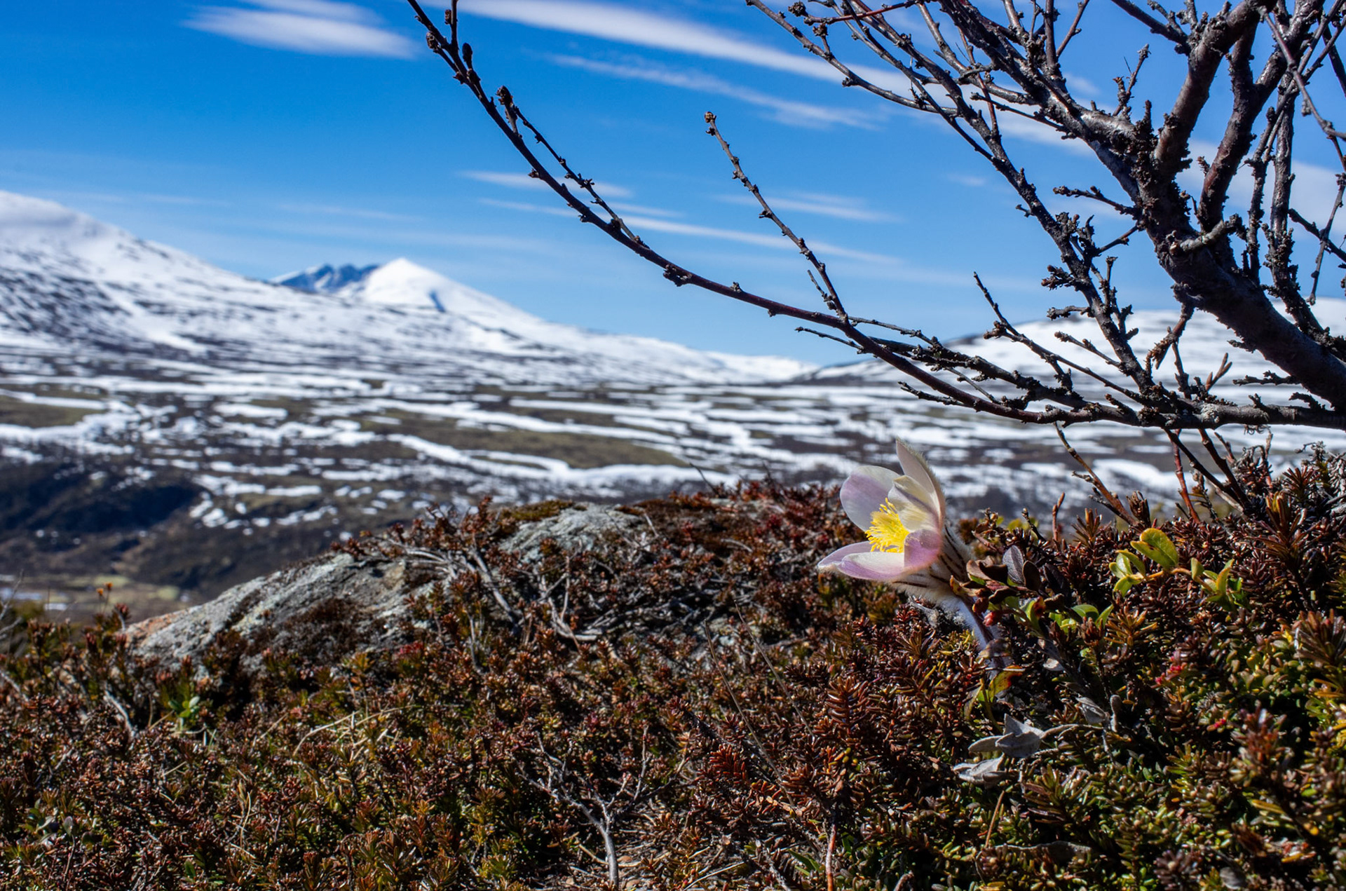 Snøhetta og Mogop