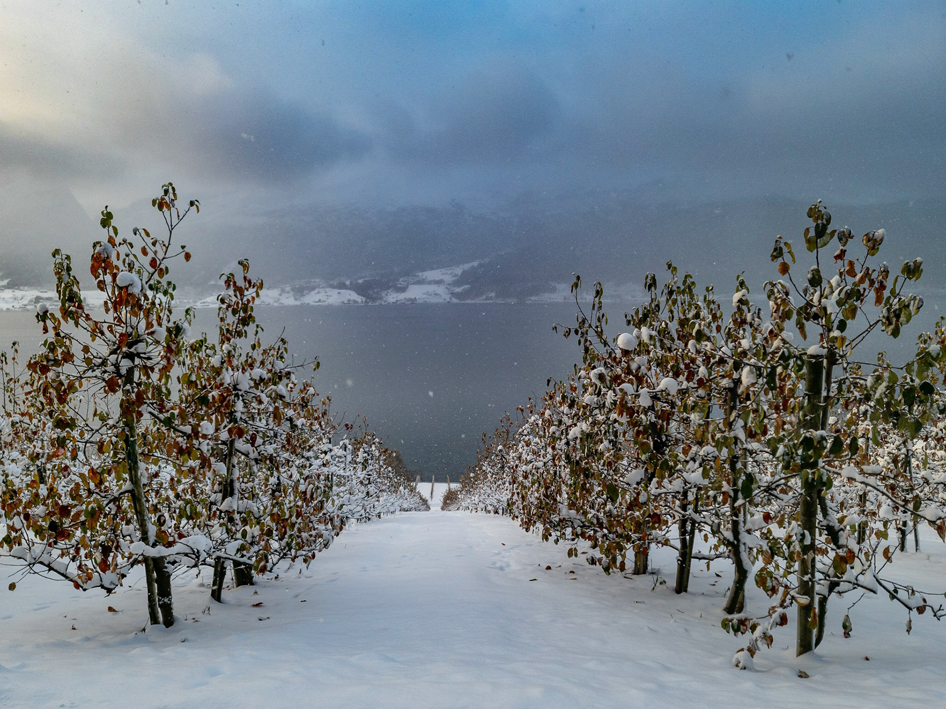 Eplehage ved Gloppefjorden