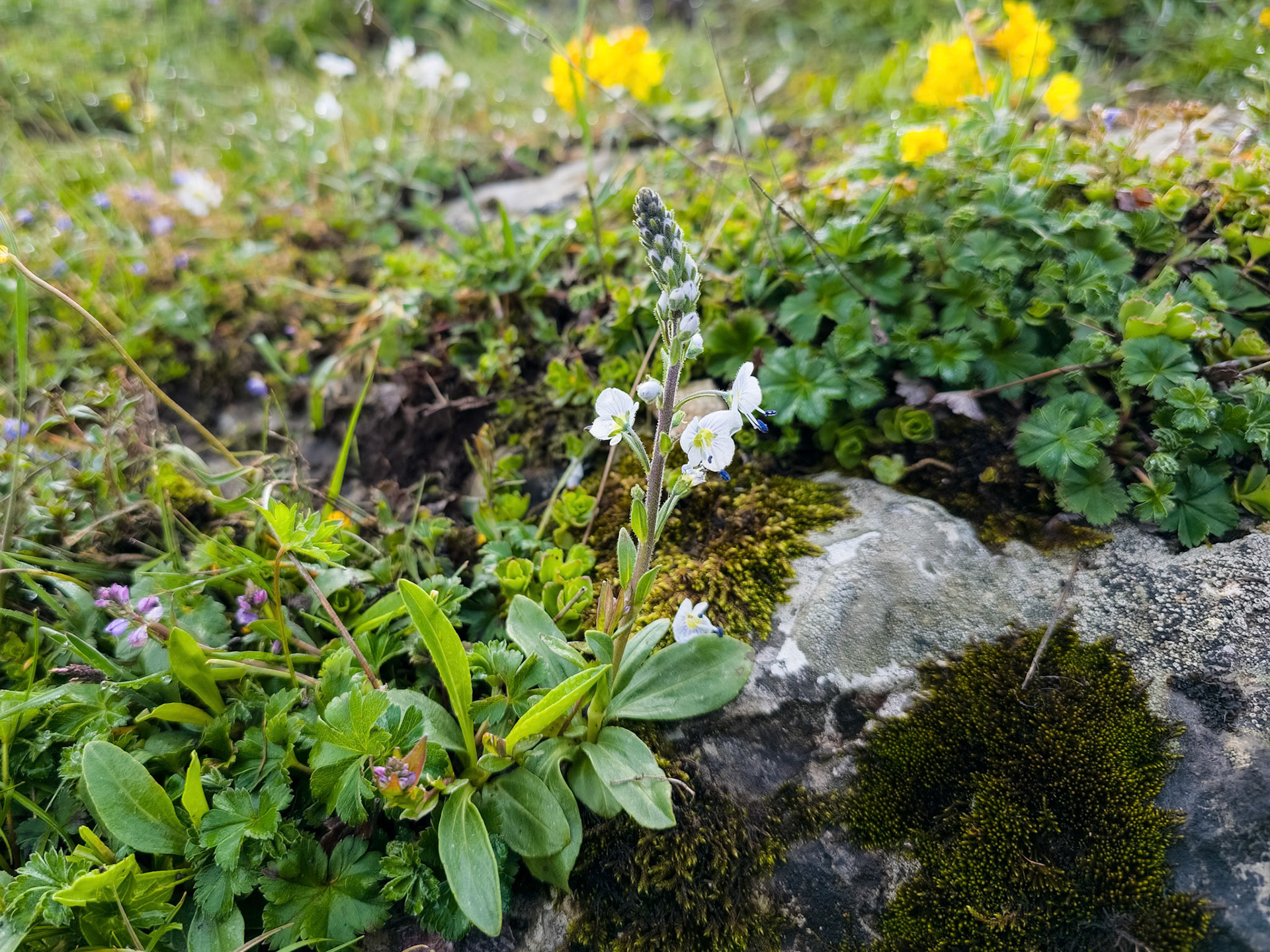 Azerbaijan - Hvit veronika
