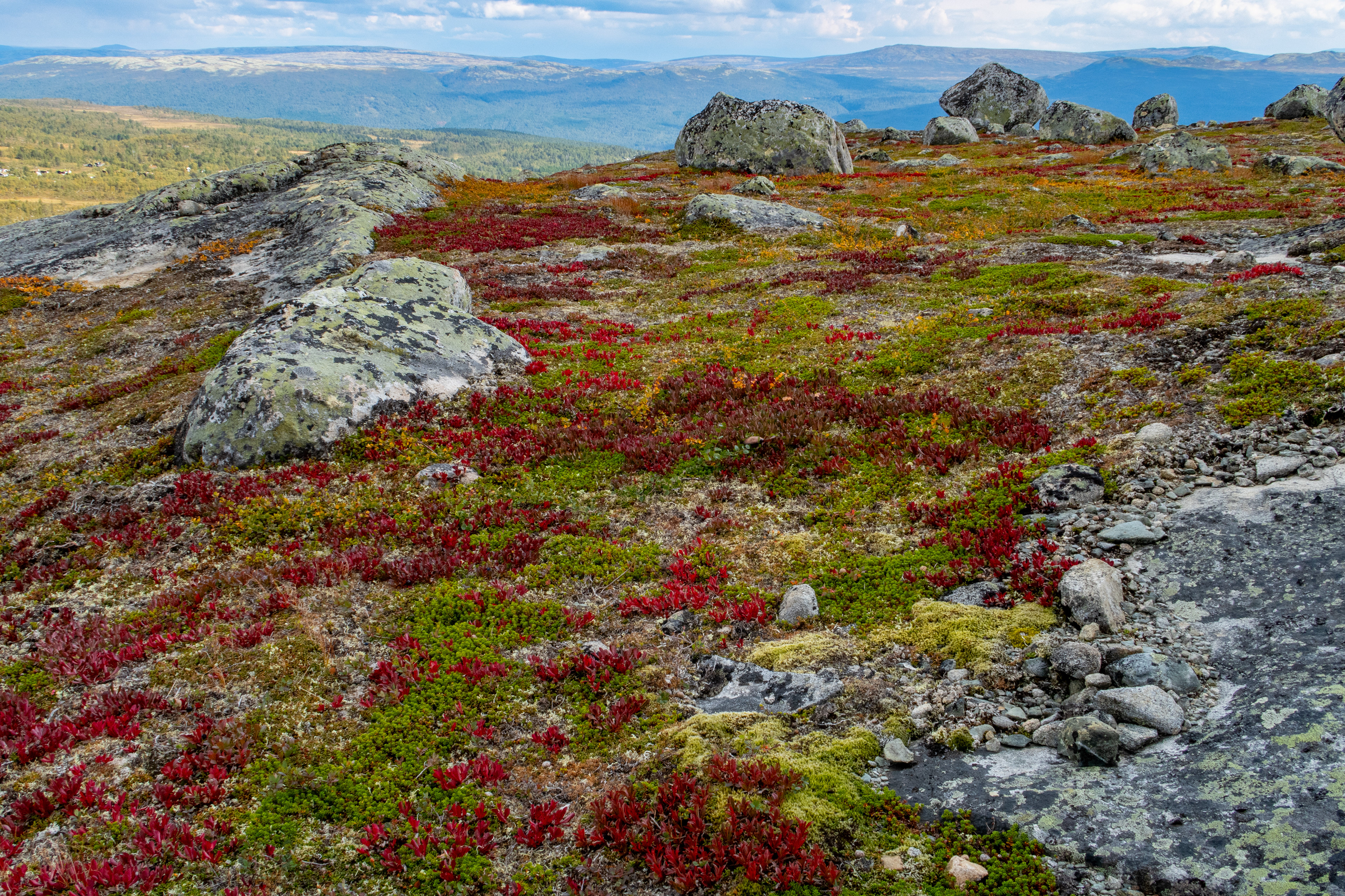 Rypebær på Storhøa