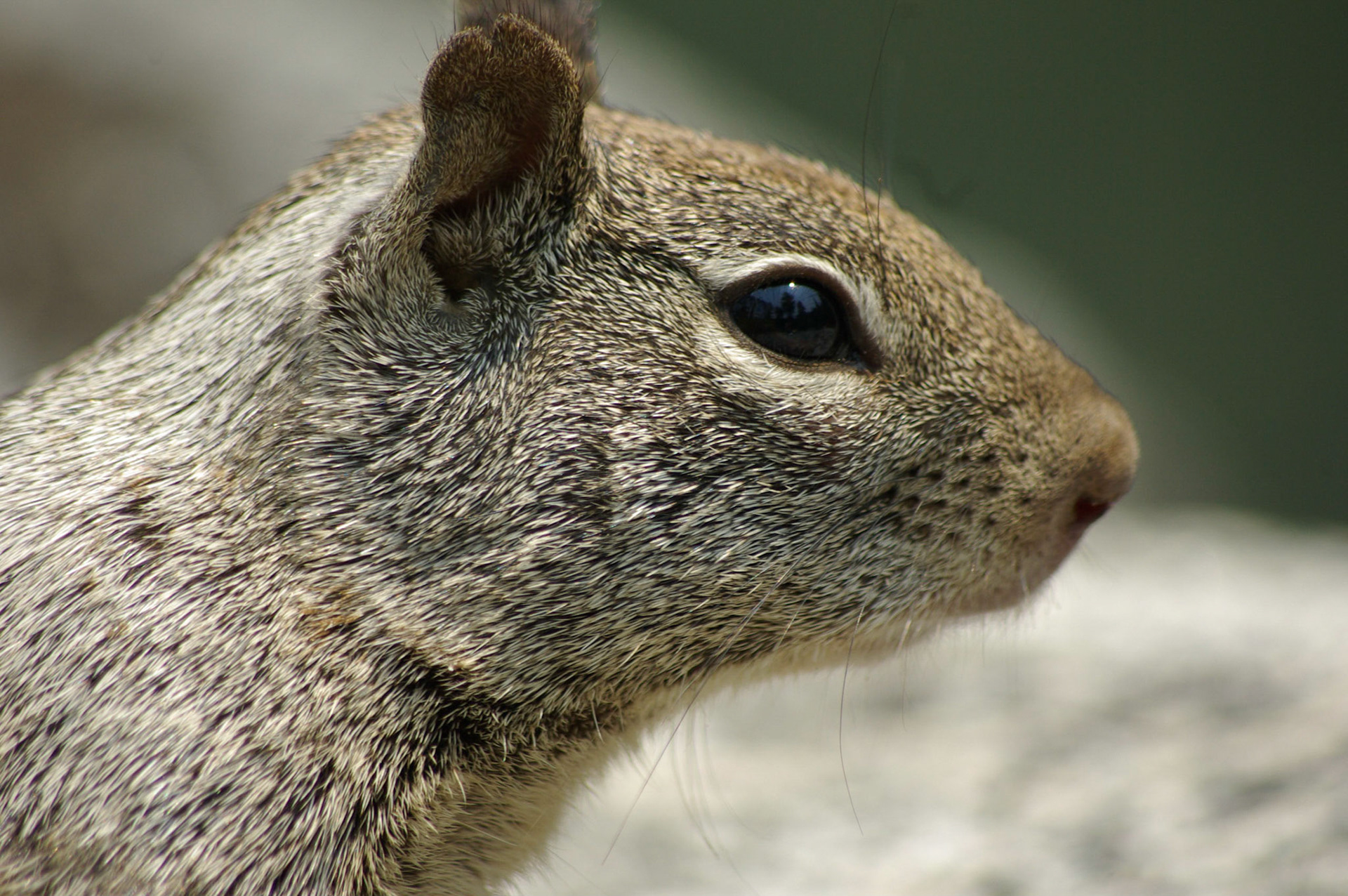 California ground squirrel
