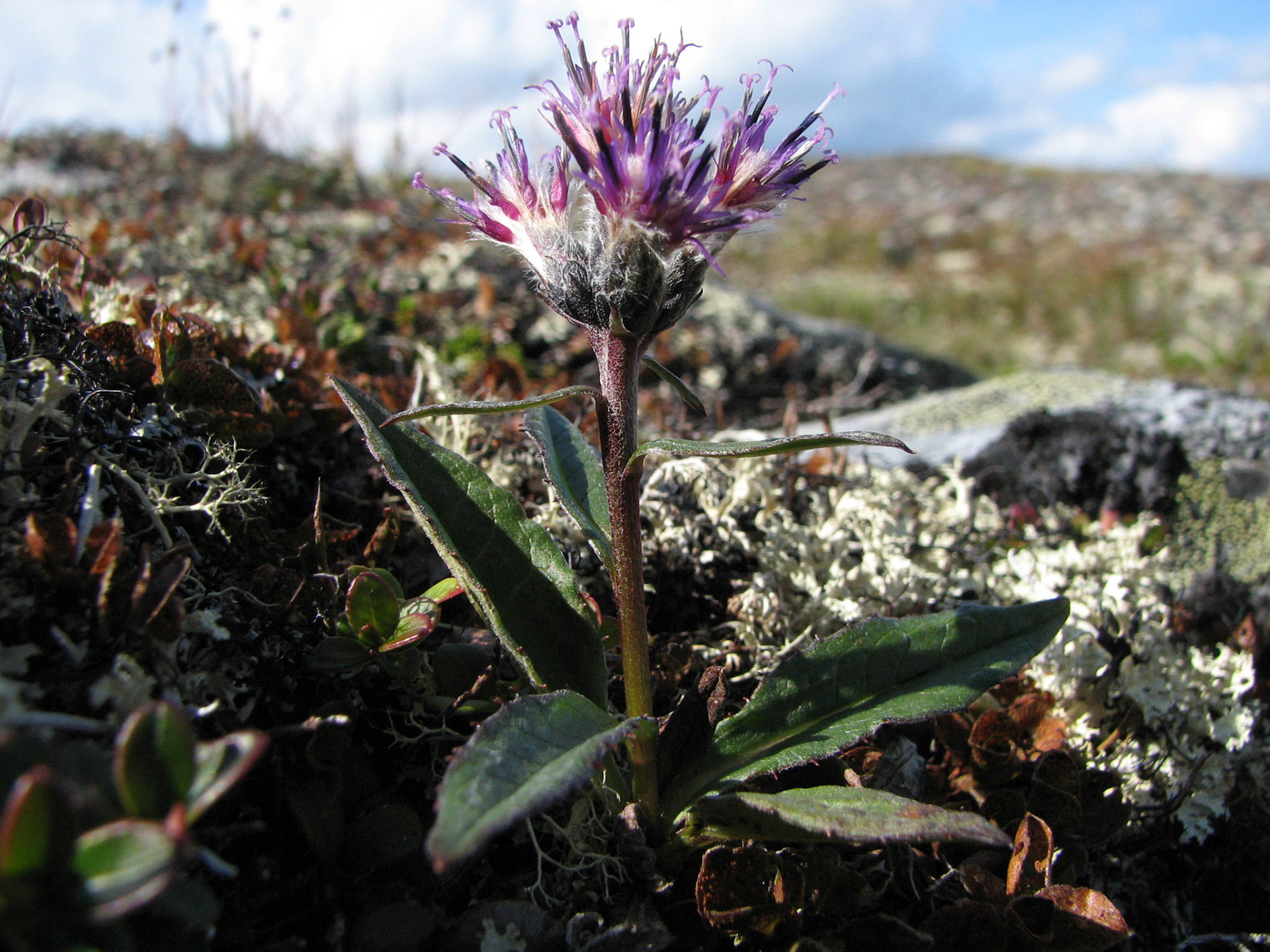 Fjelltistel