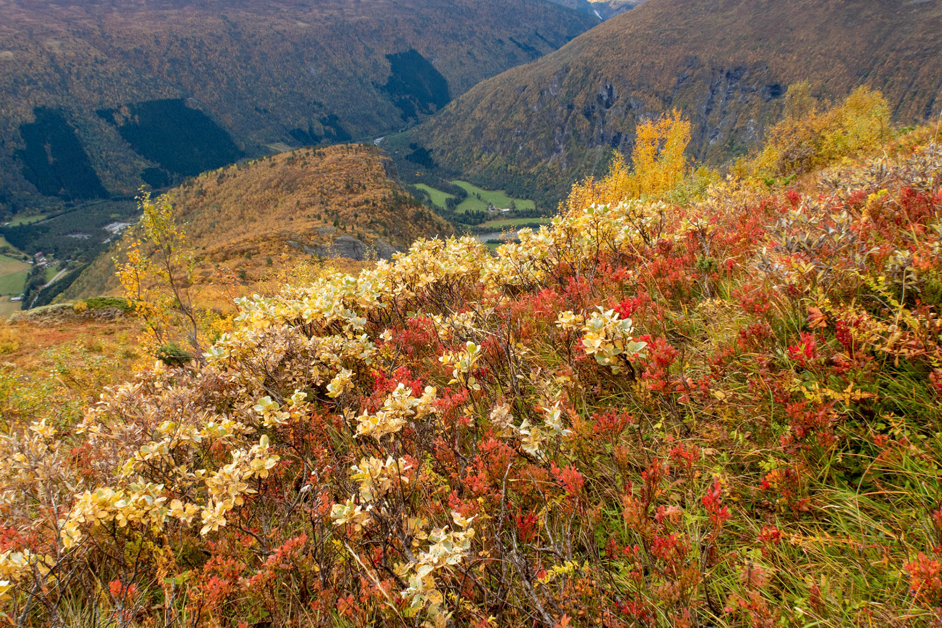 Gjørashaugen i Sunndal