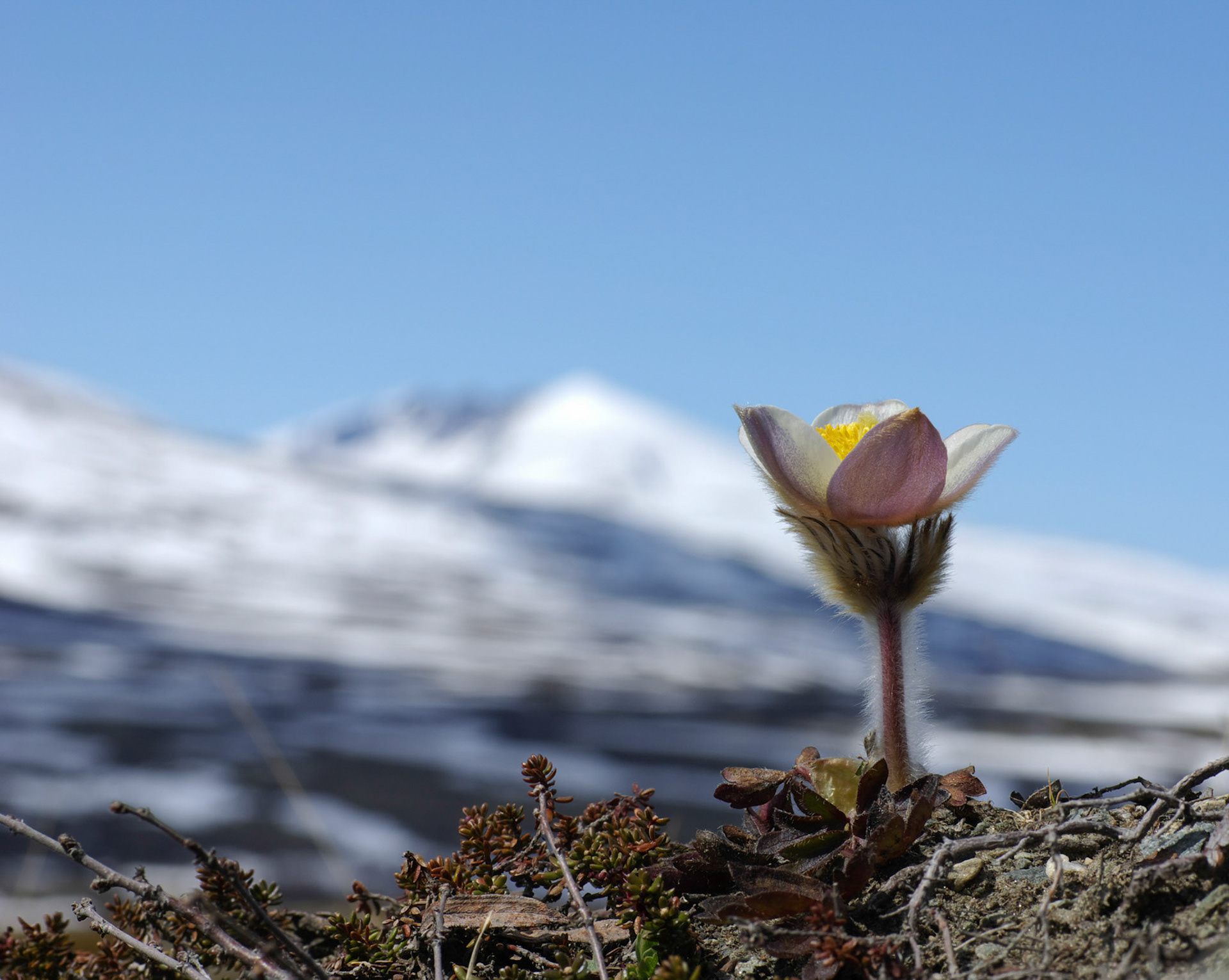 Mogop ved Knutshø. Snøhetta