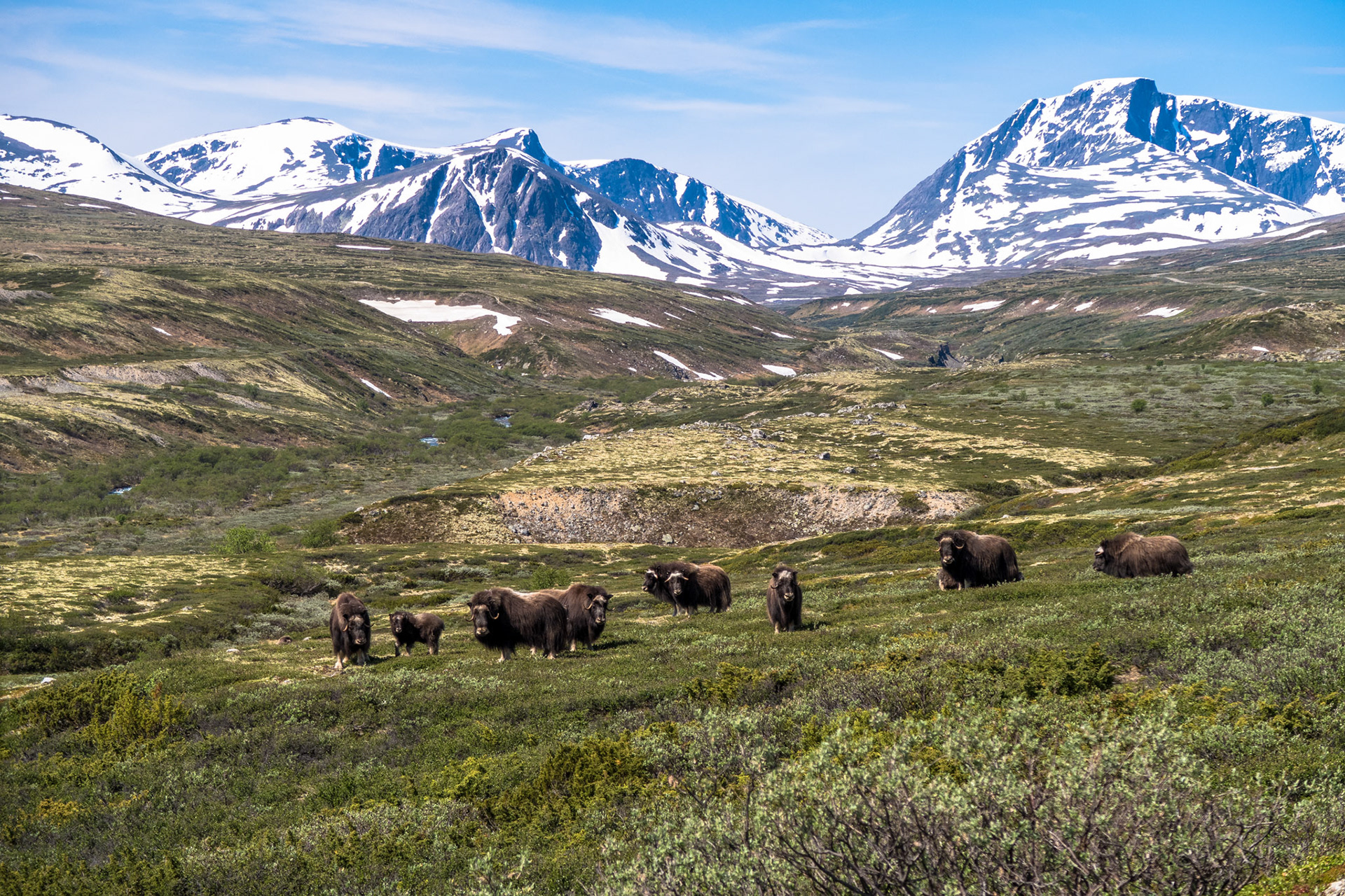 Moskus i Svånådalen