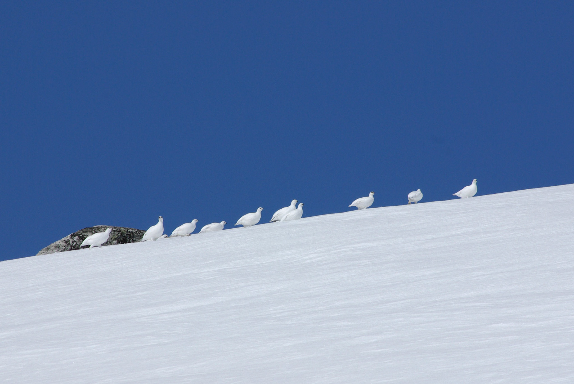 Rype i Rondane