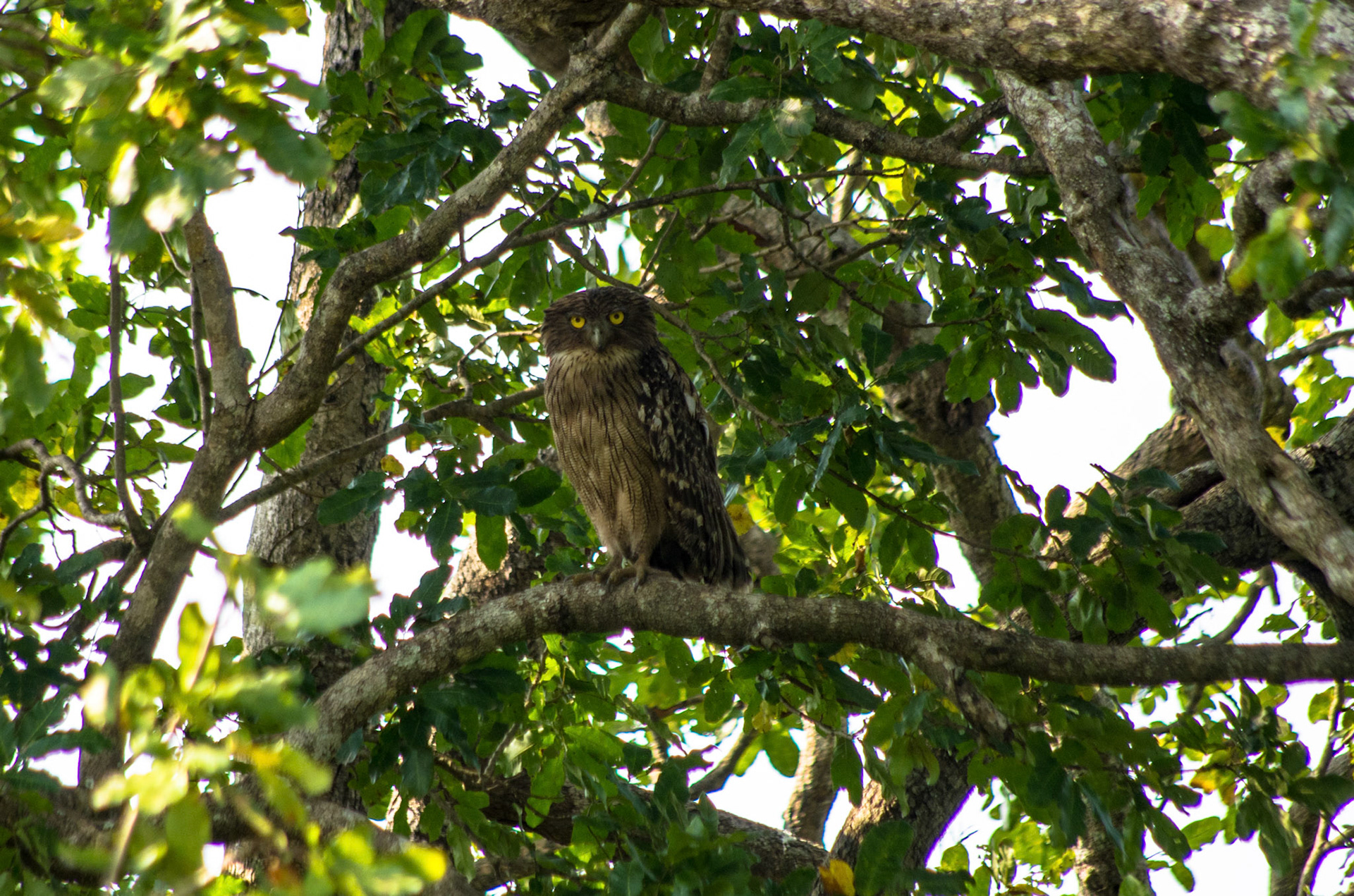 Brunfiskeugle (Sri Lanka)
