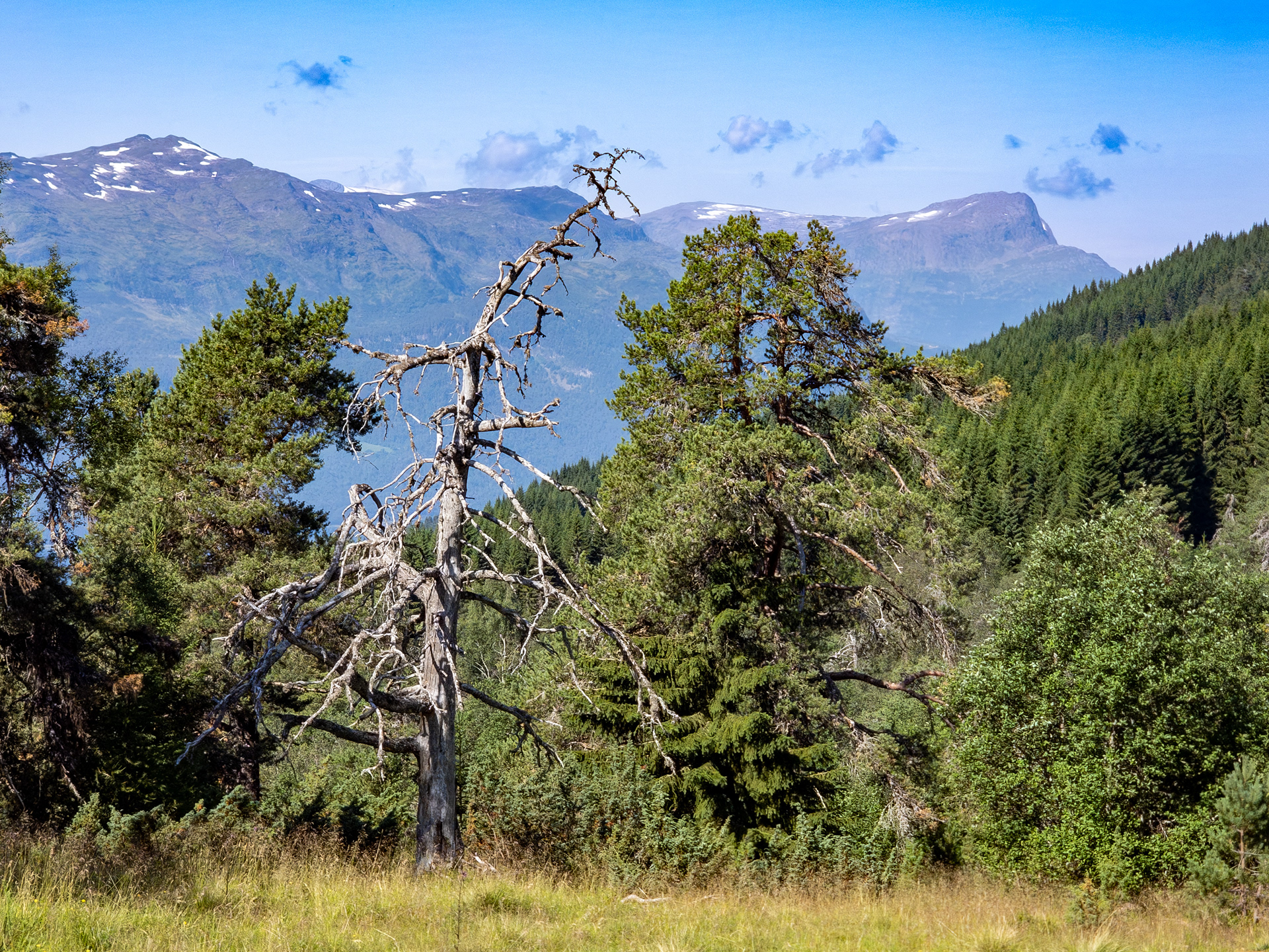 Ved Austrheimstøylen