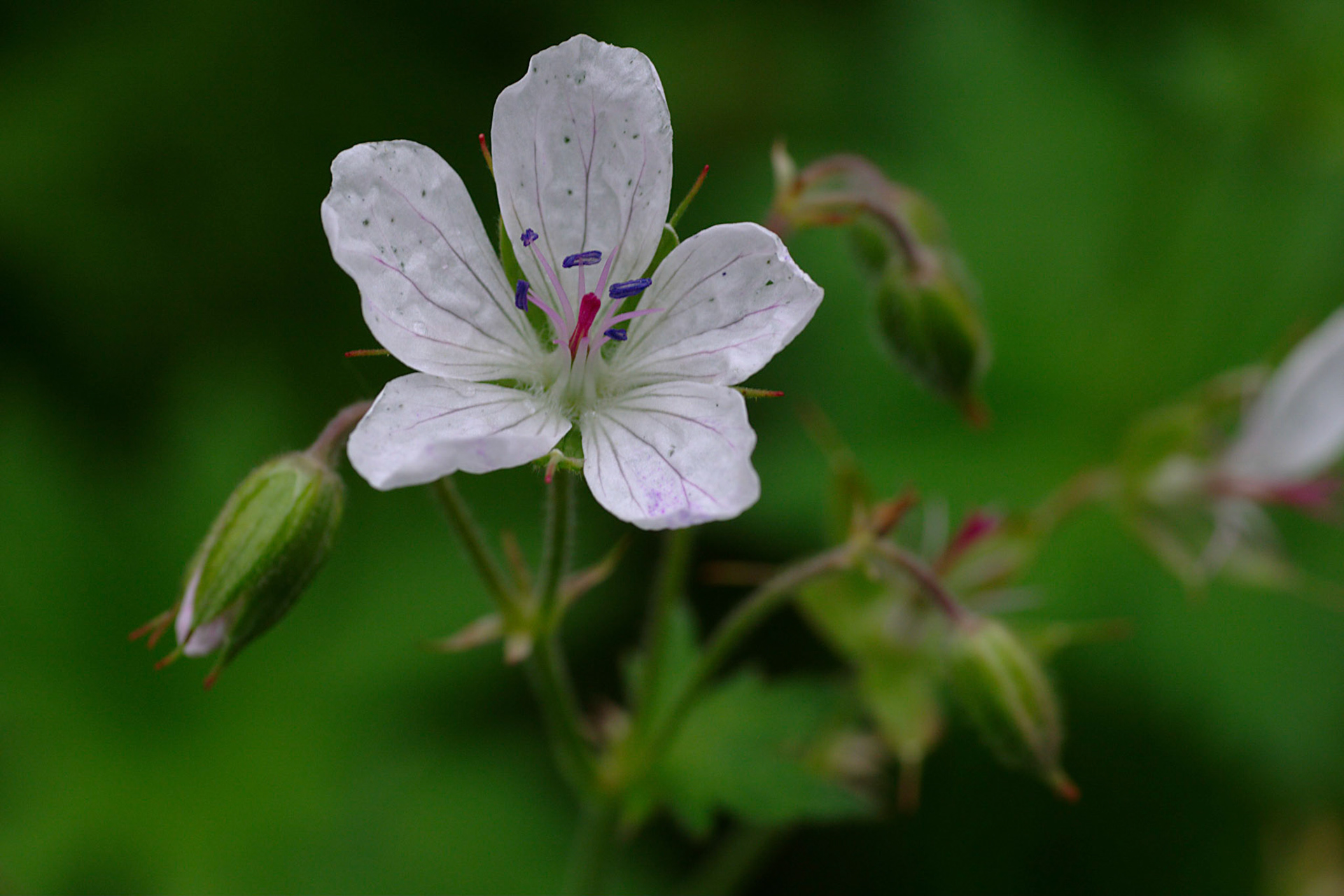 Skogstorkenebb, hvit