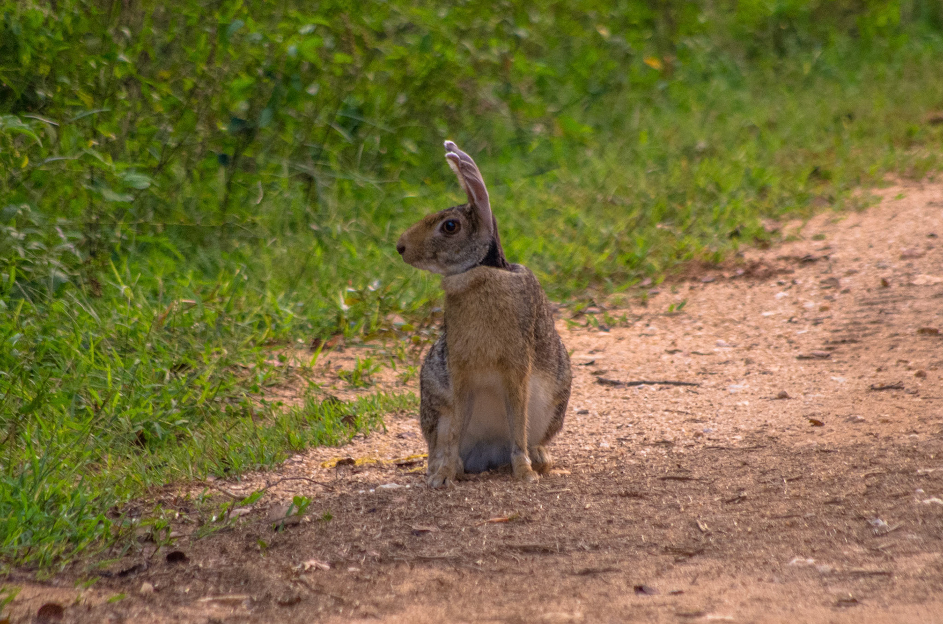 Hare (Sri Lanka)