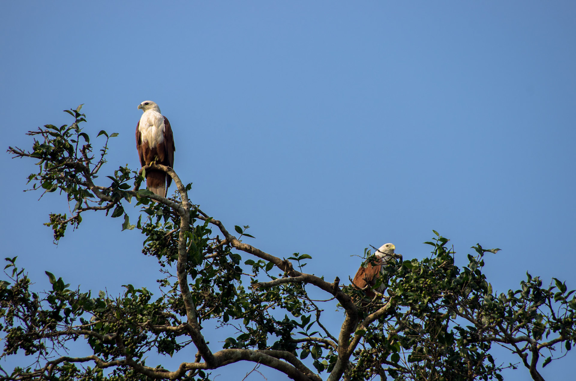 Braminglente (Sri Lanka)