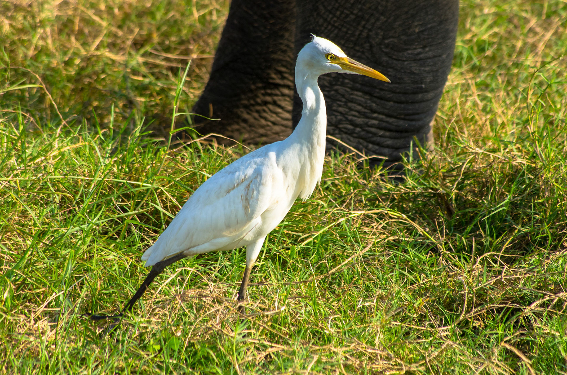 Duskhegre (Sri Lanka)